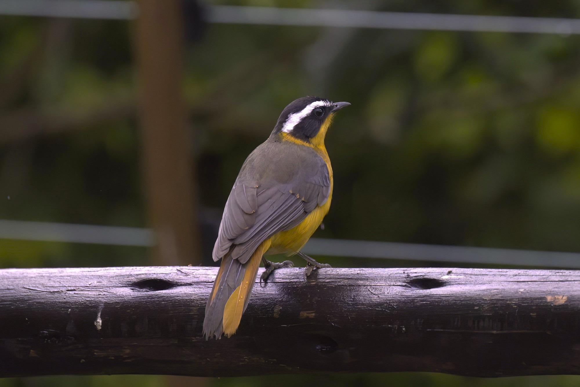 White-browed Robin-Chat