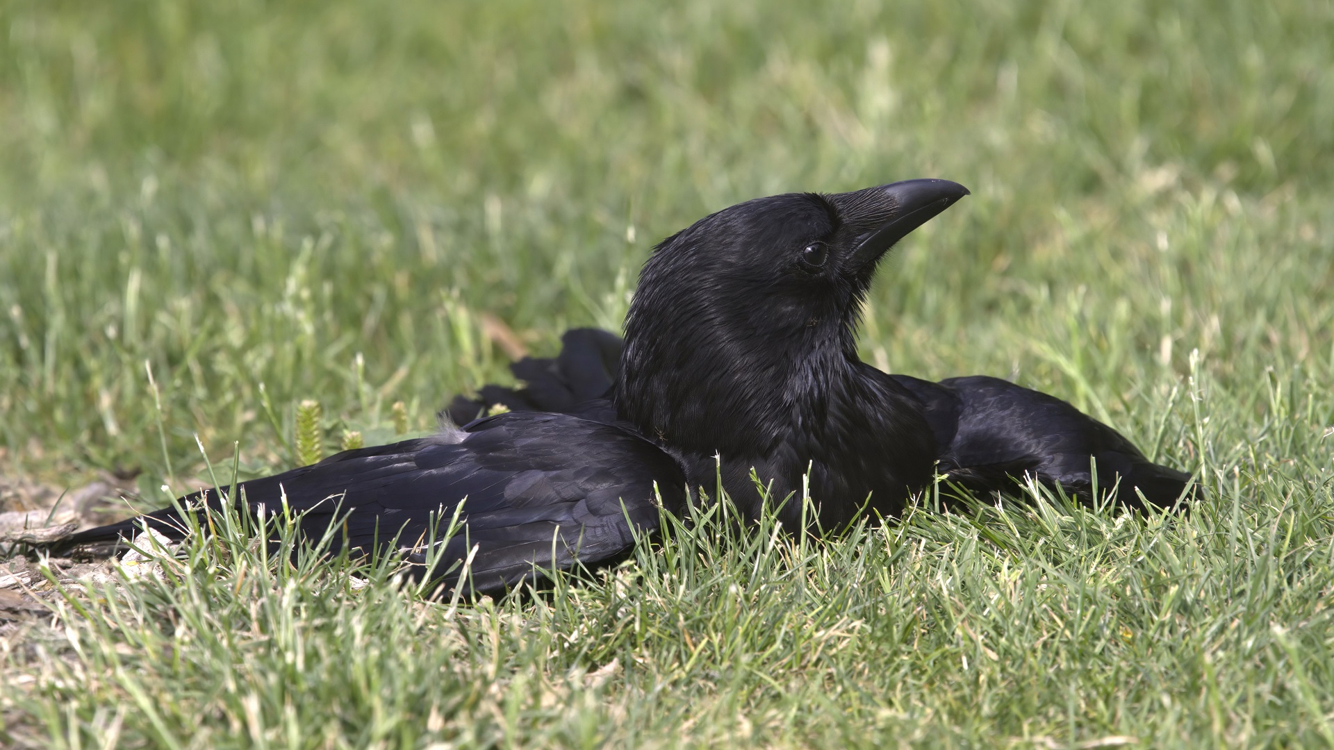 Carrion Crow