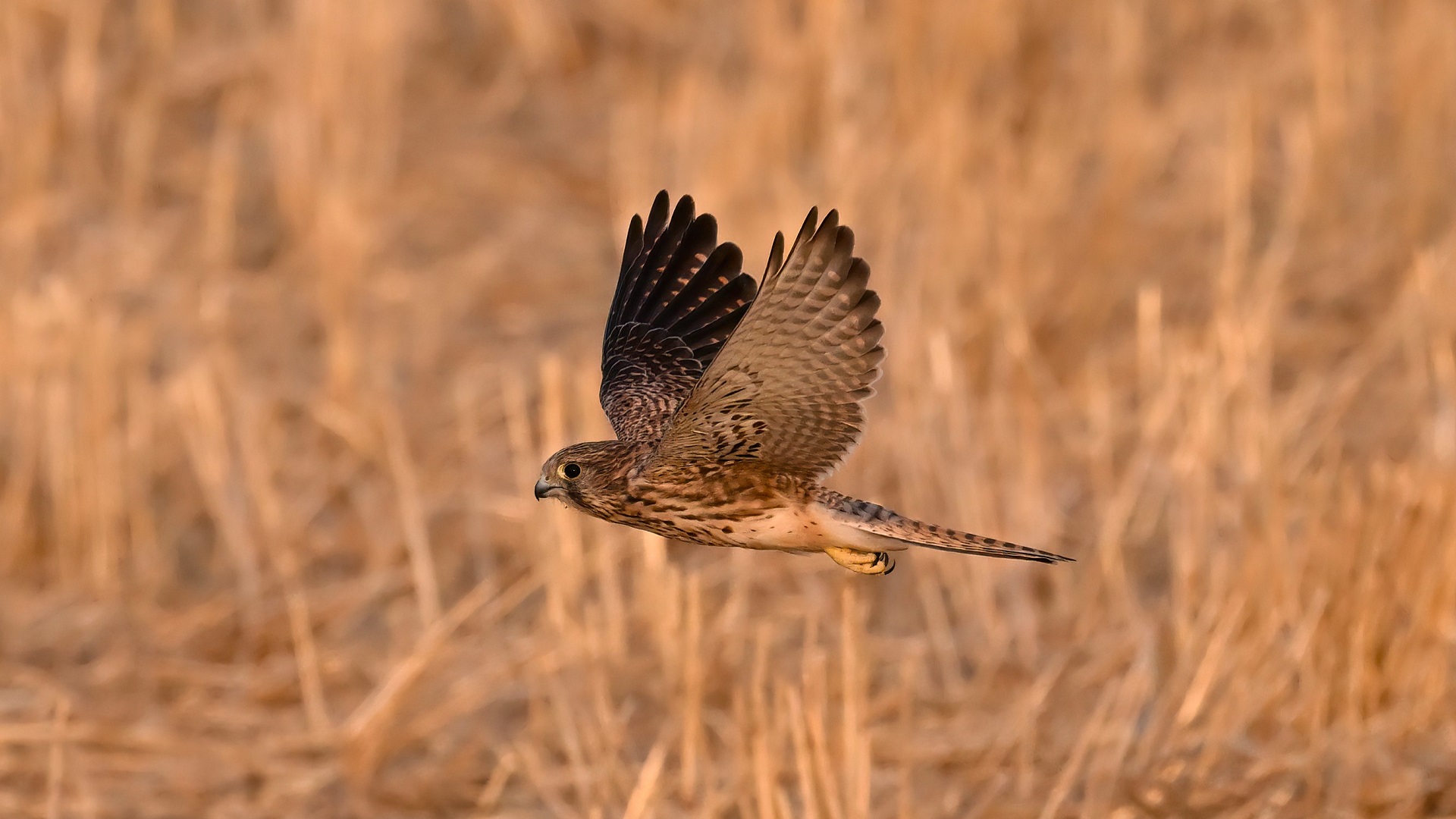 Eurasian Kestrel