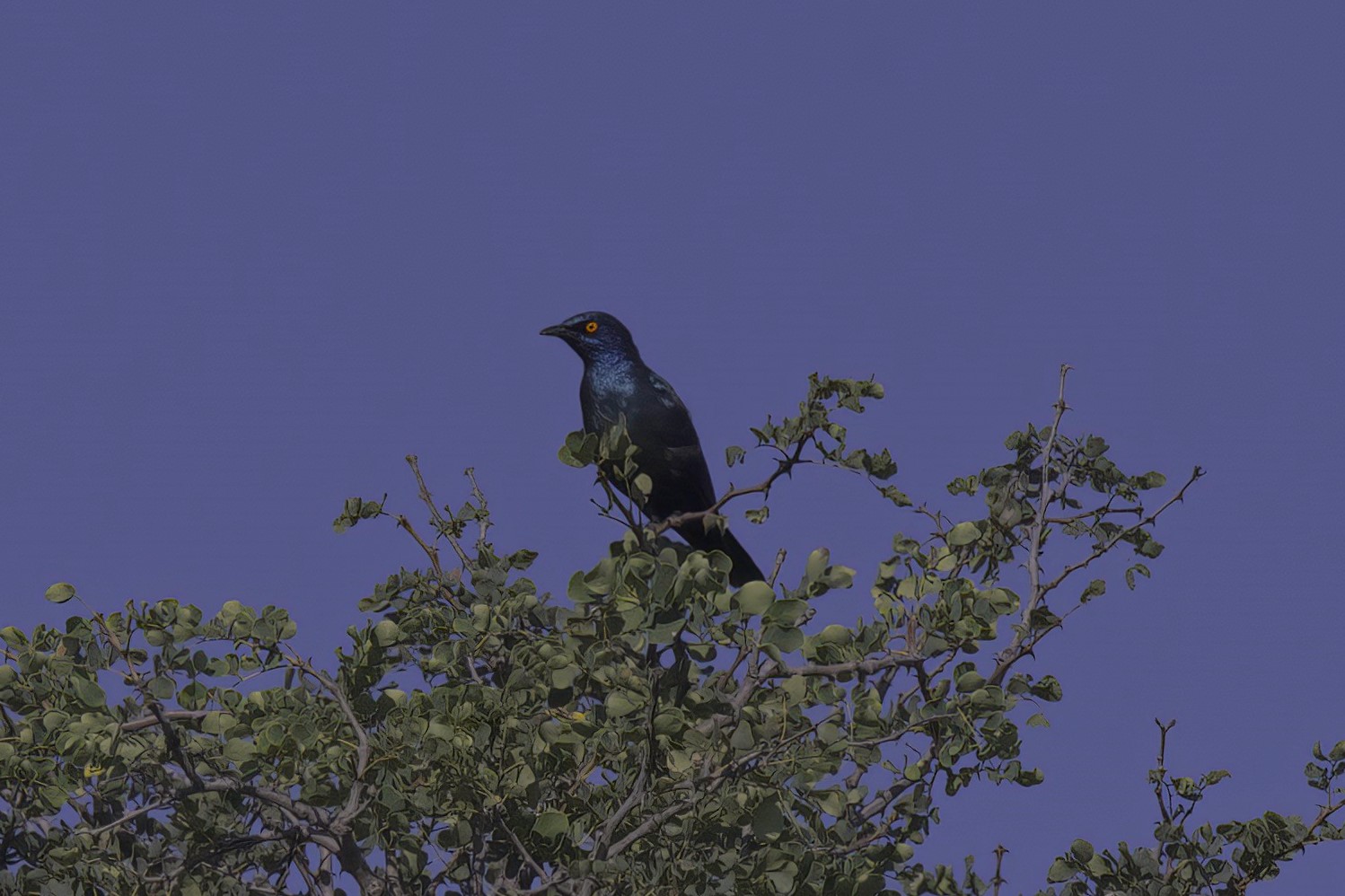 Cape Starling