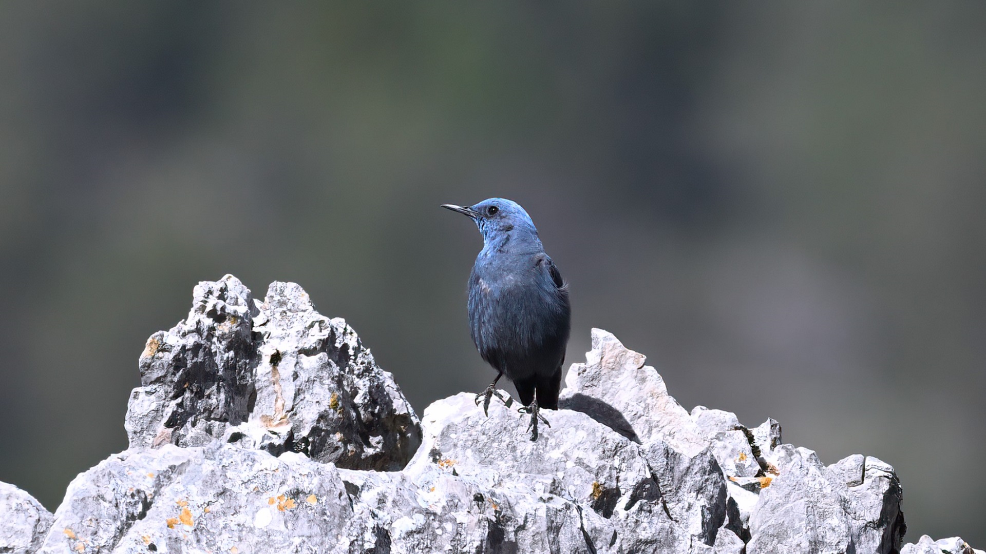 Blue Rock-Thrush