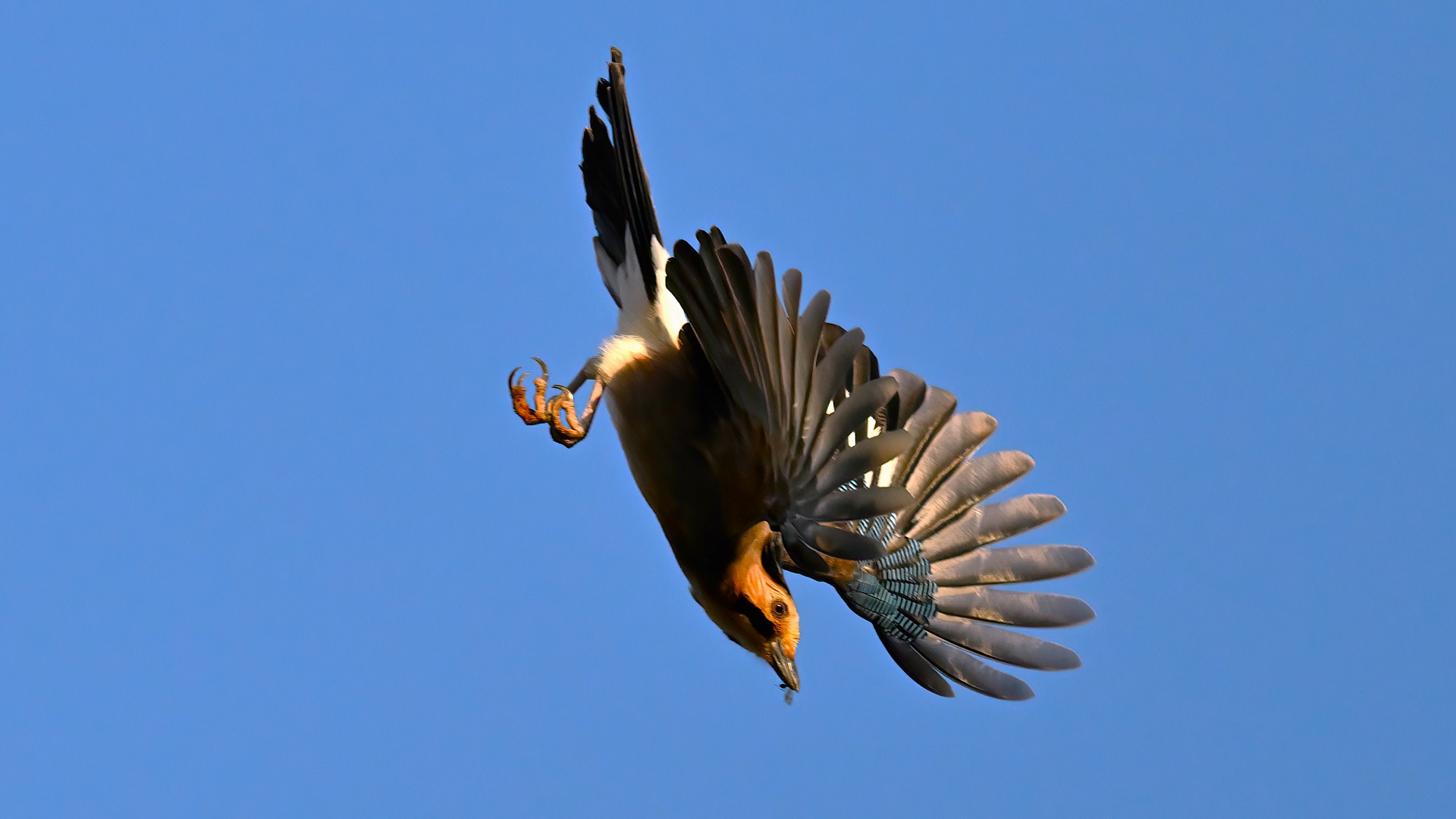 Eurasian Jay