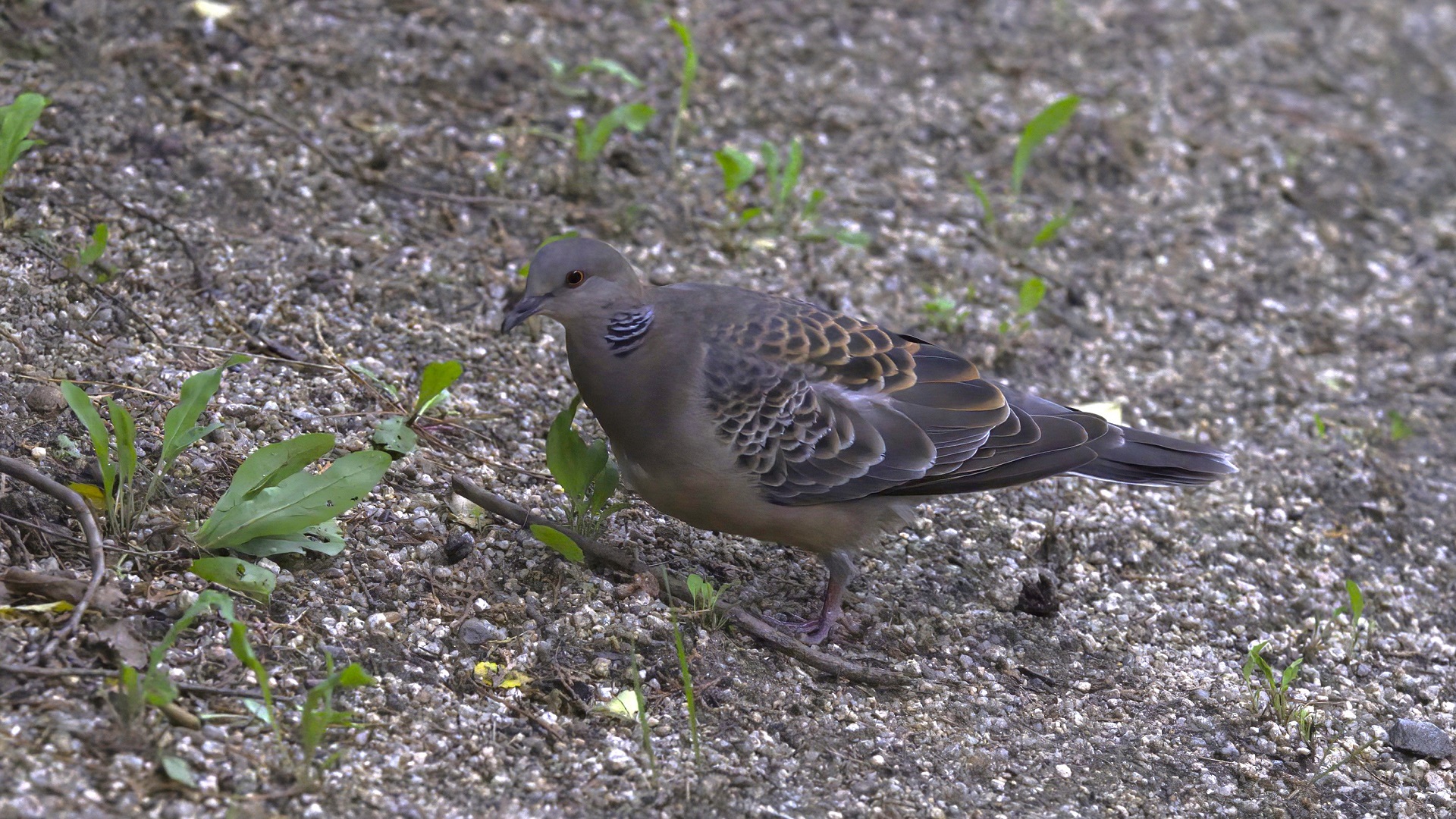 Oriental Turtle-Dove