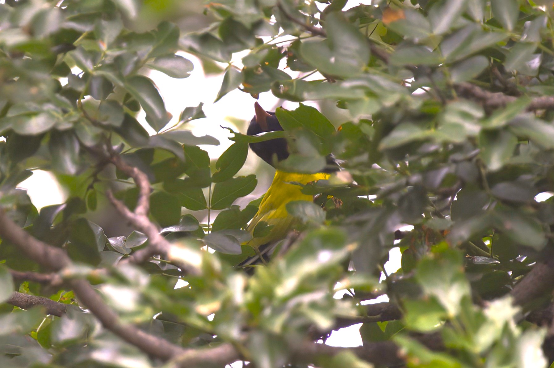 African Black-headed Oriole