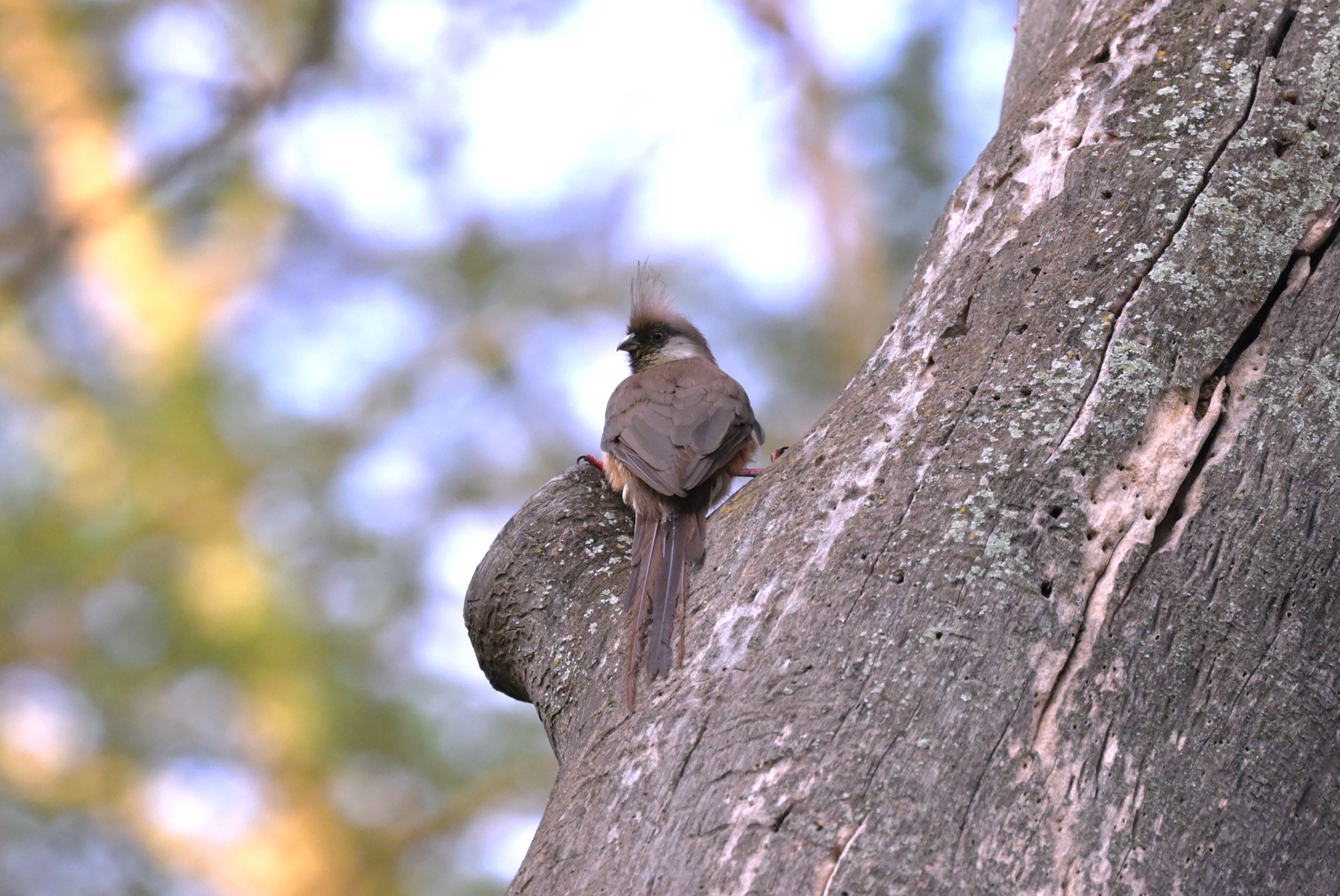Speckled Mousebird