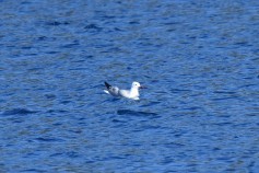 Audouin's Gull
