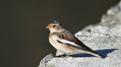 Snow Bunting
