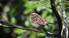 Rustic Bunting