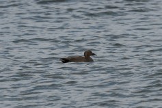Gadwall