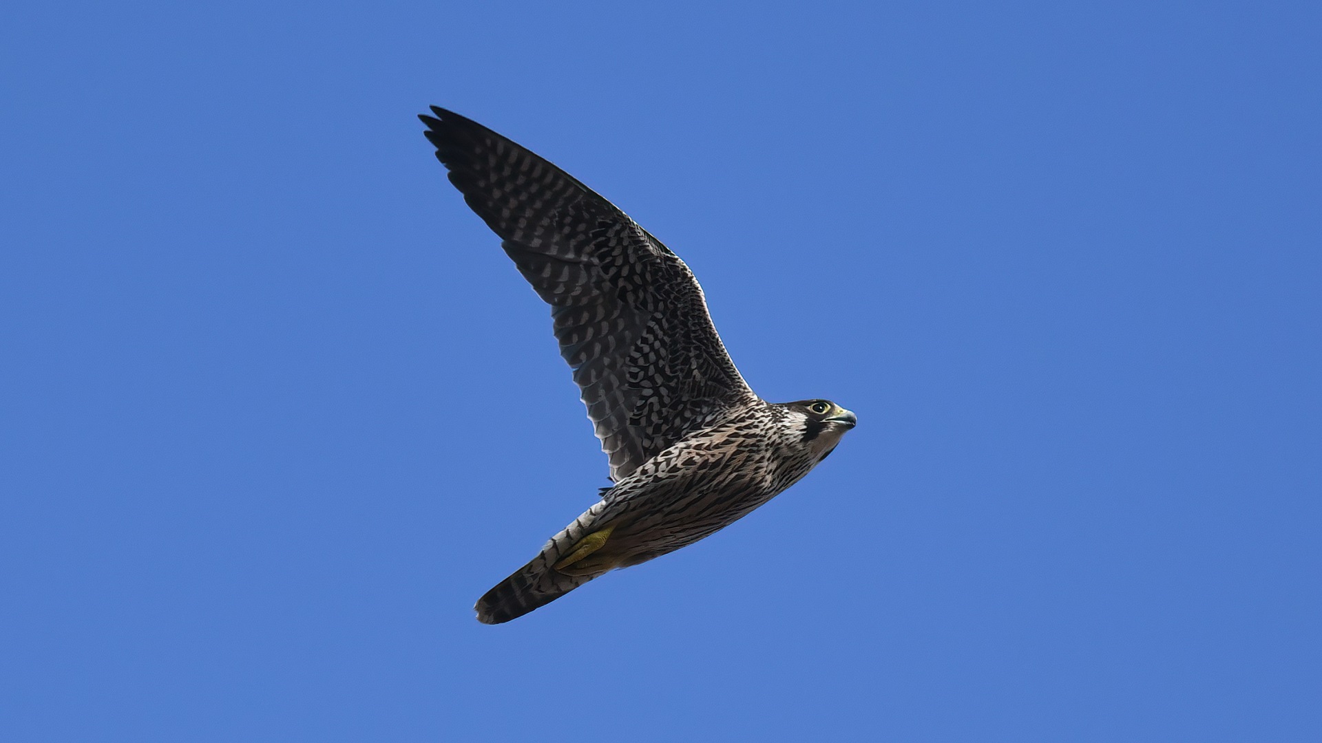 Peregrine Falcon