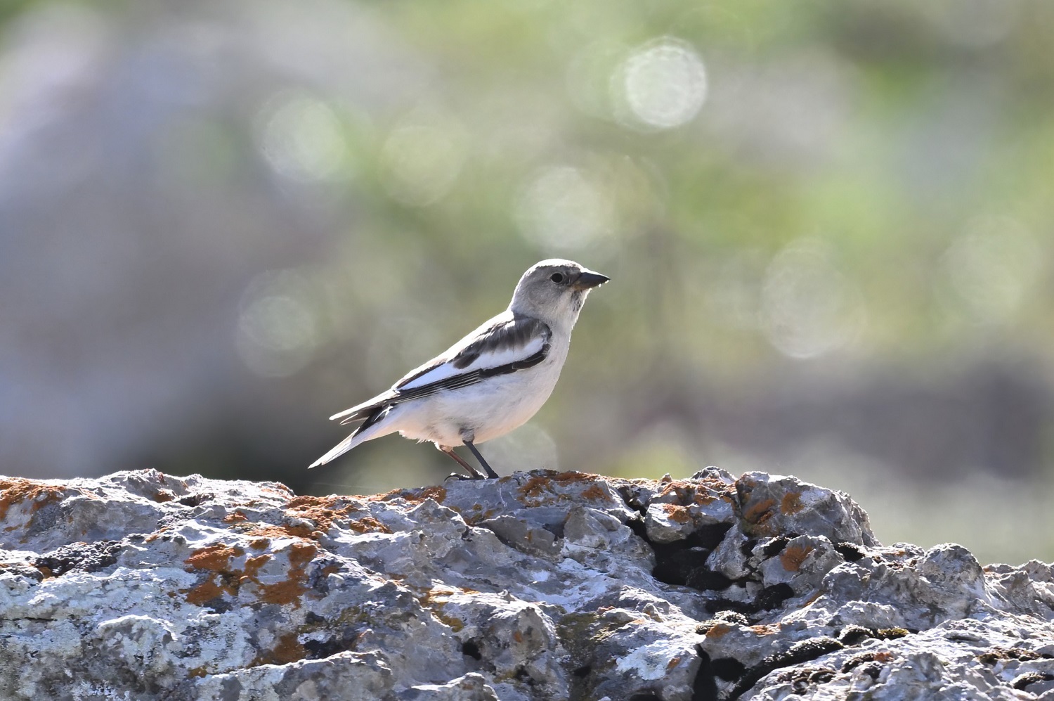White-winged Snowfinch
