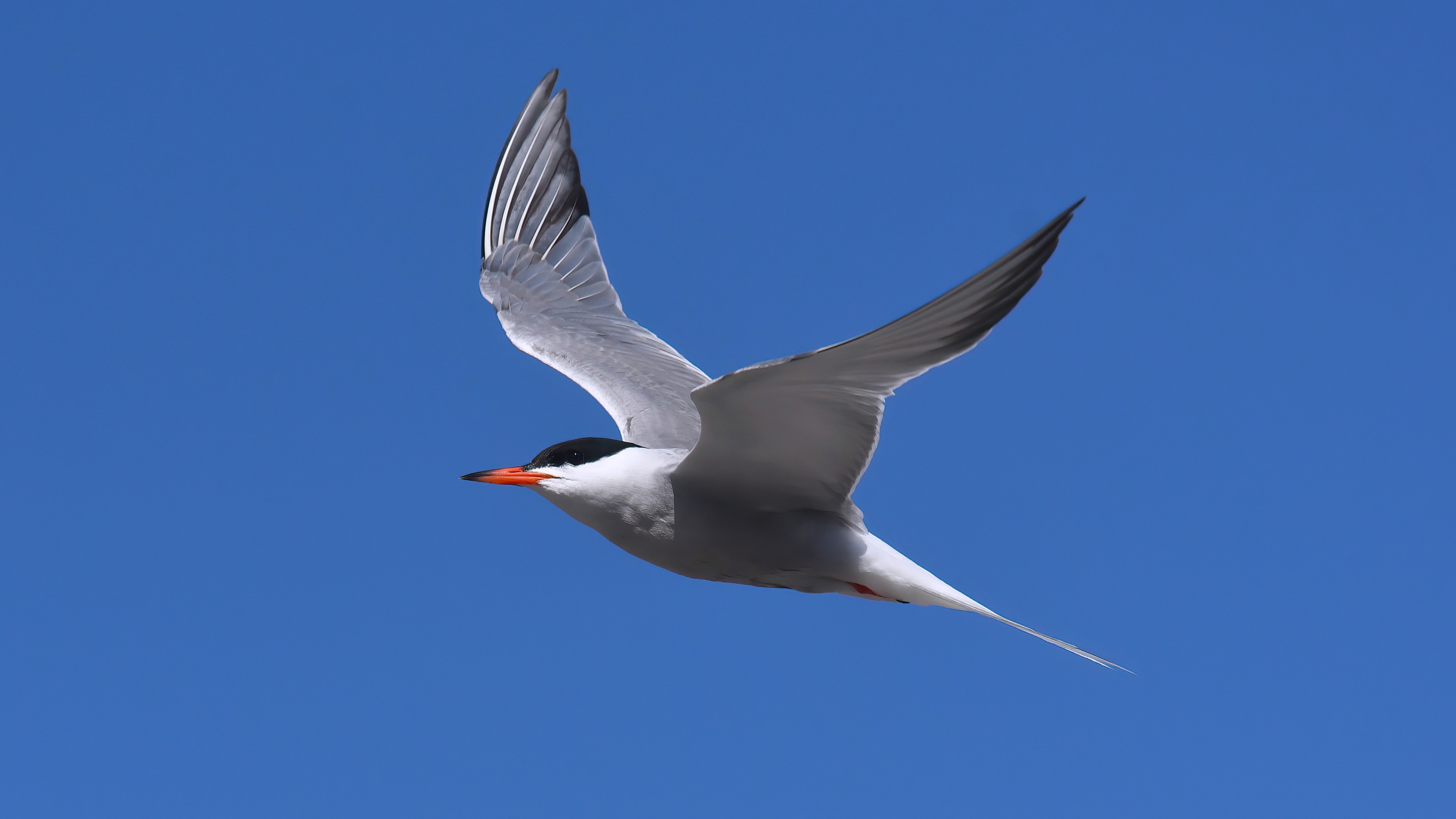 Common Tern