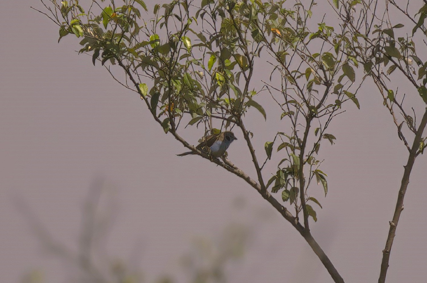 Red-cheeked Cordonbleu