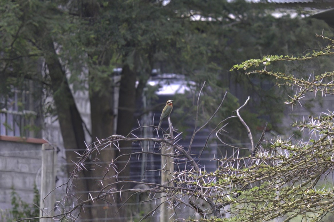 White-fronted Bee-eater