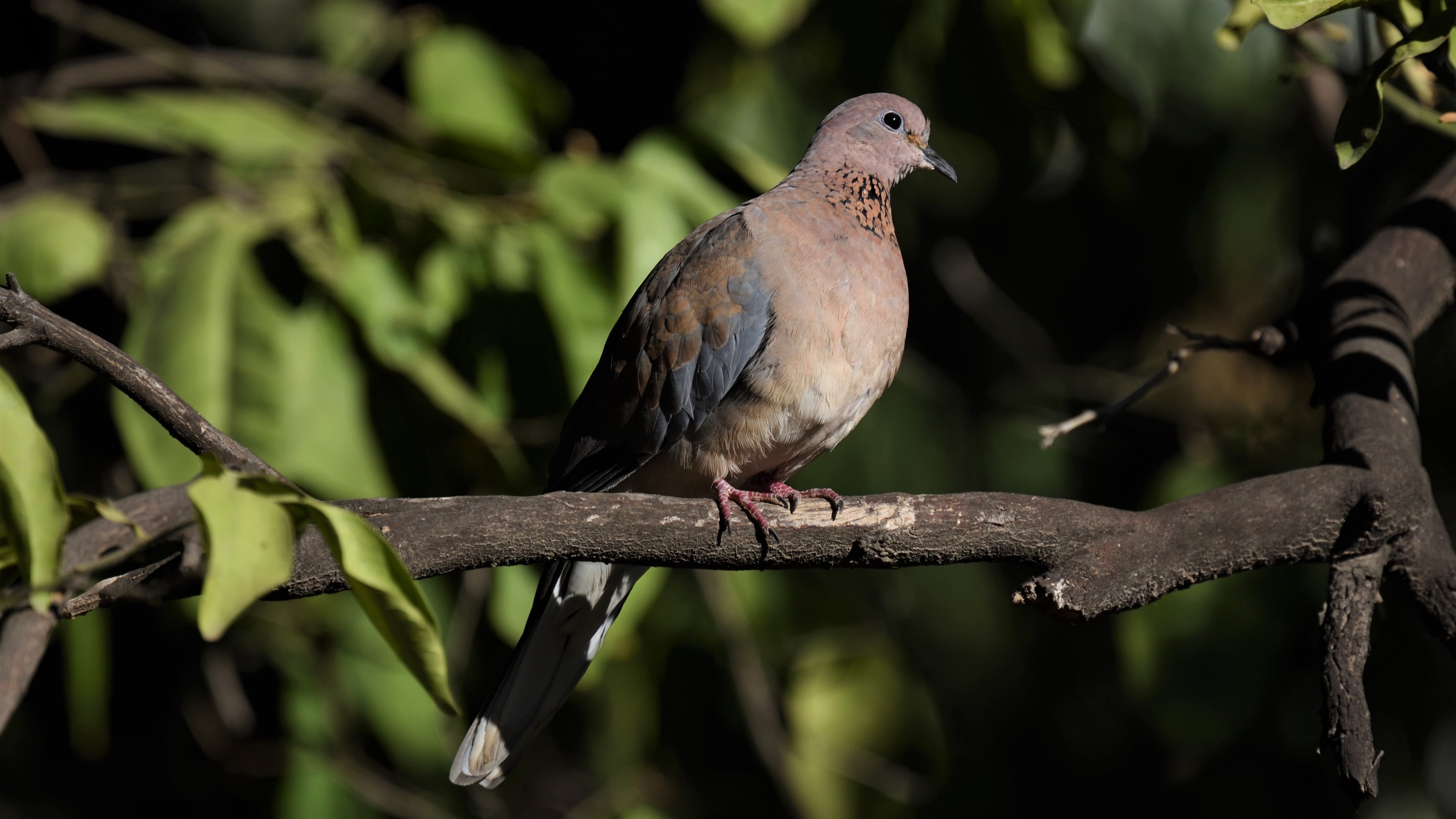 Laughing Dove