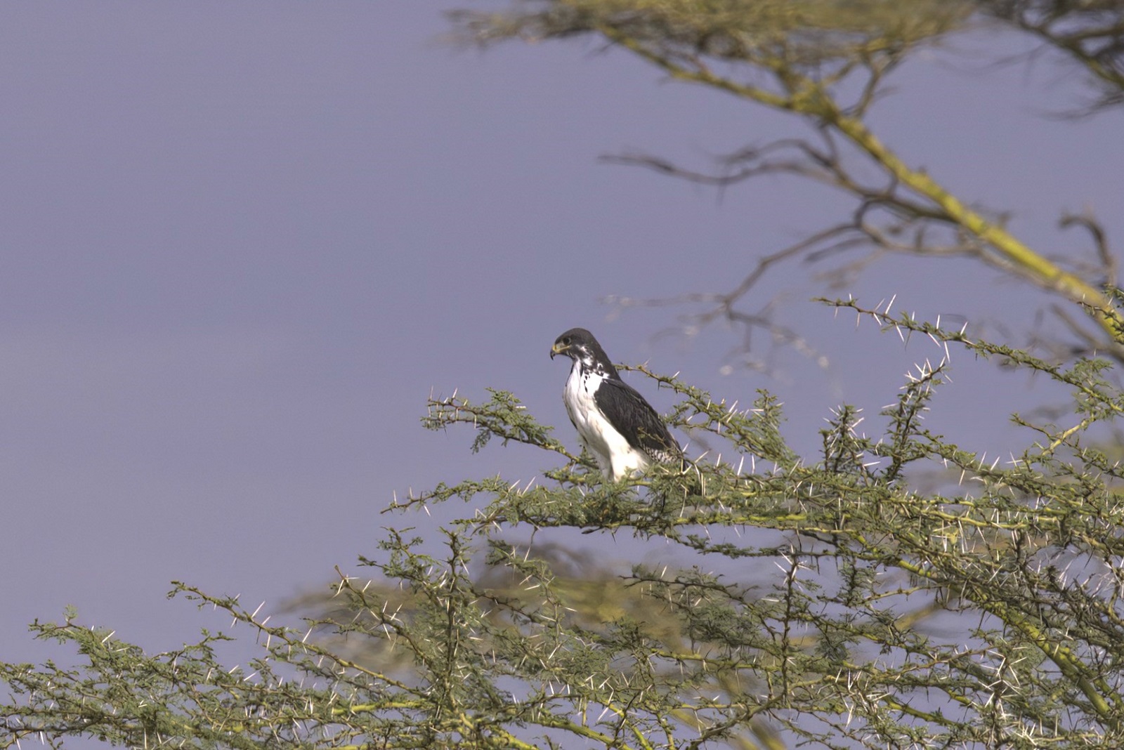 Augur Buzzard