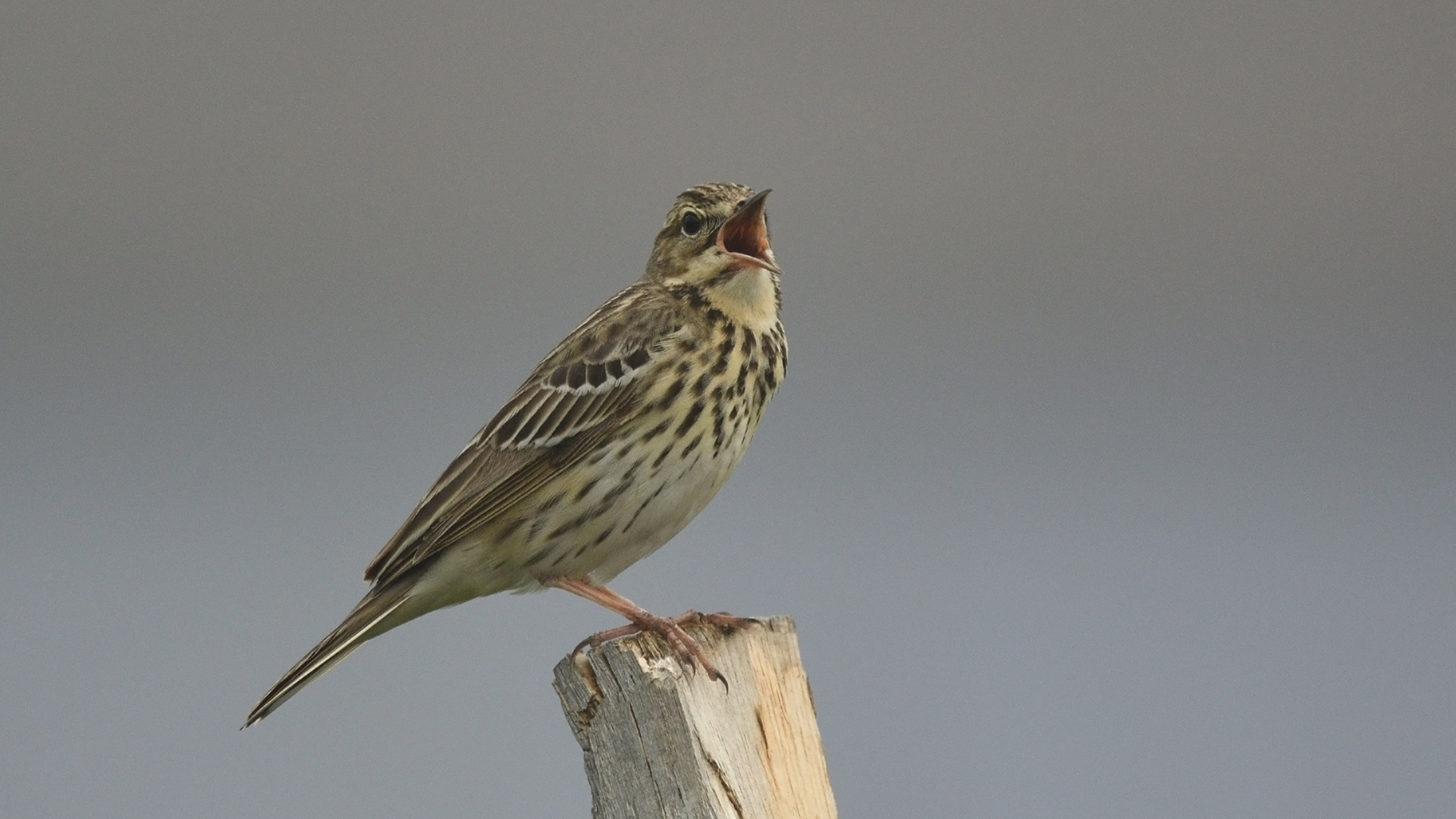 Tree Pipit