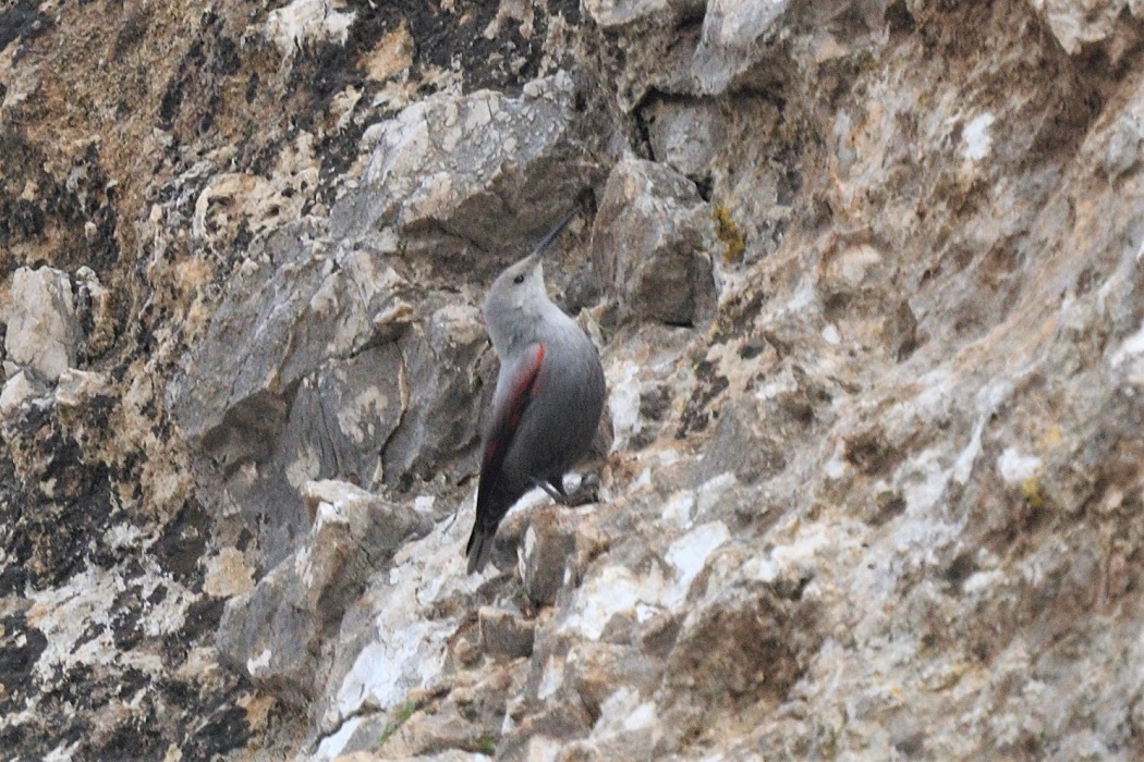 Wallcreeper