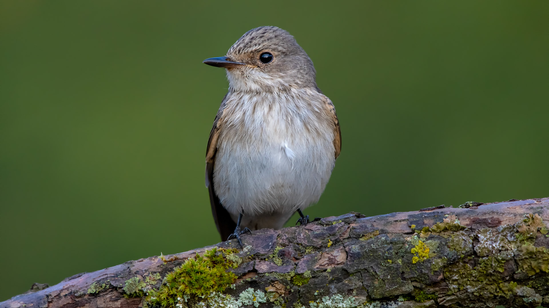 Spotted Flycatcher