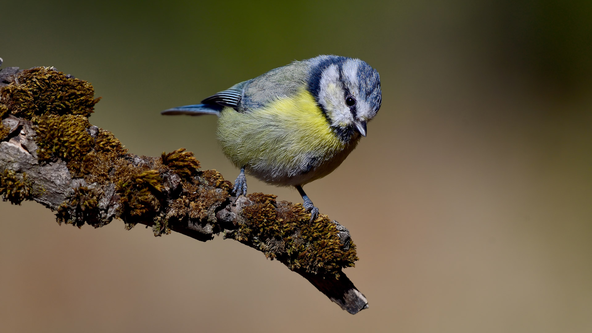 Eurasian Blue Tit