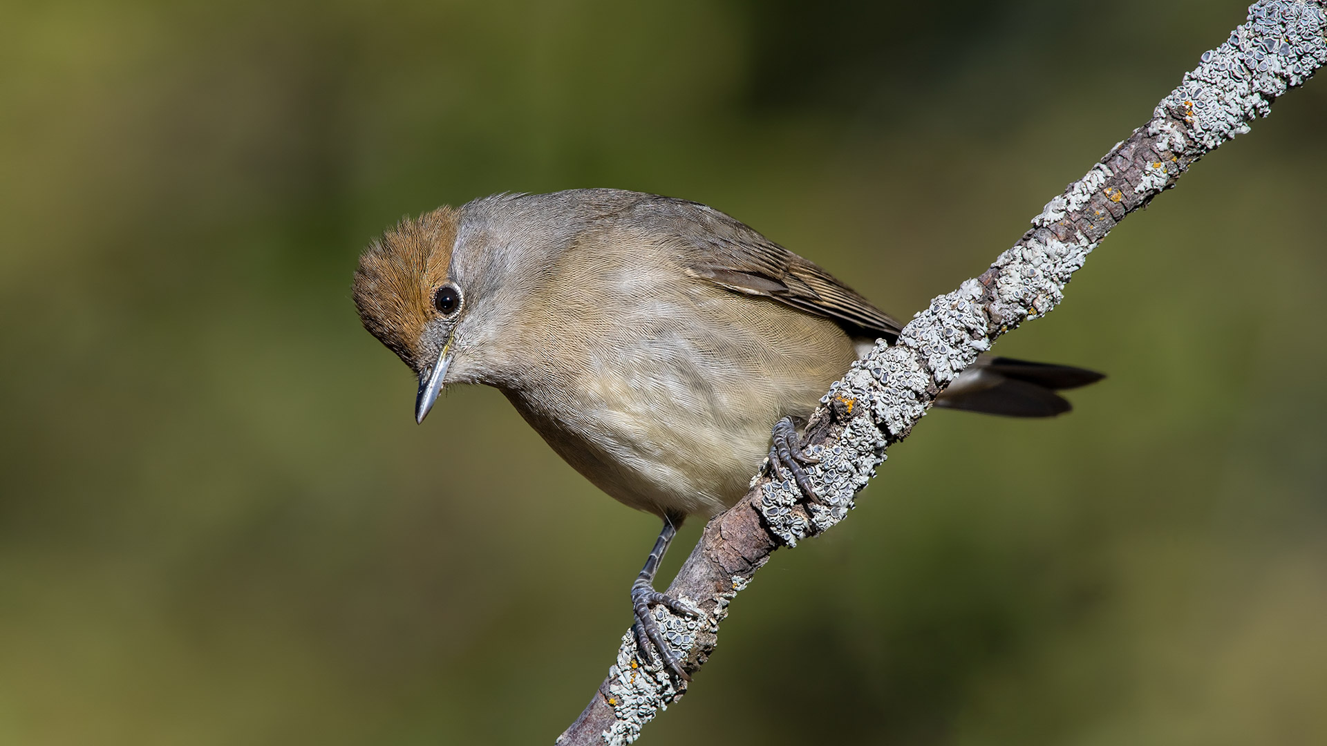 Eurasian Blackcap
