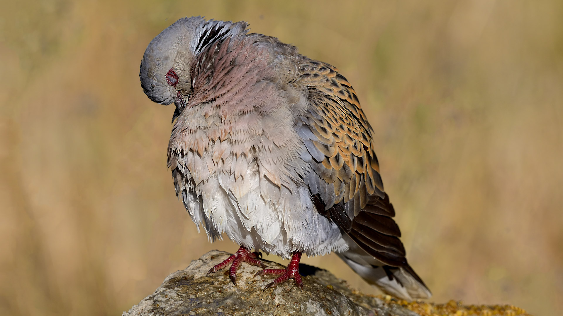European Turtle-Dove