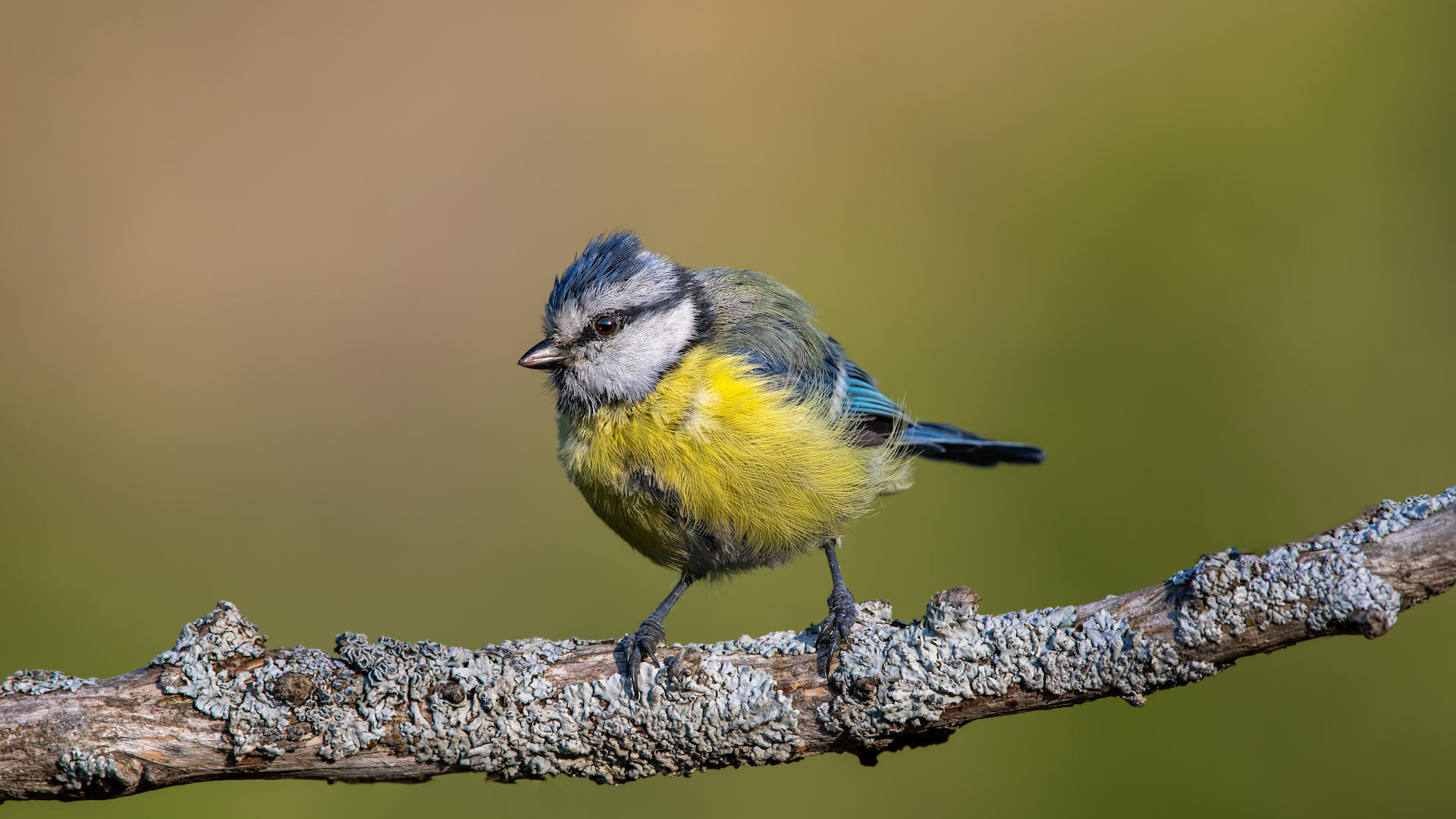 Eurasian Blue Tit
