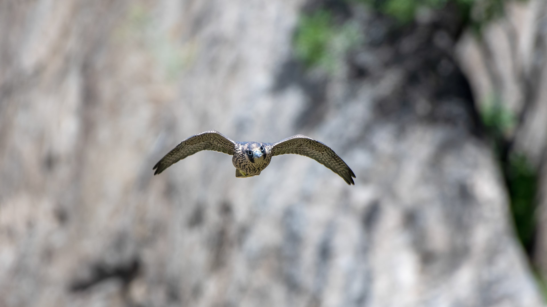 Peregrine Falcon