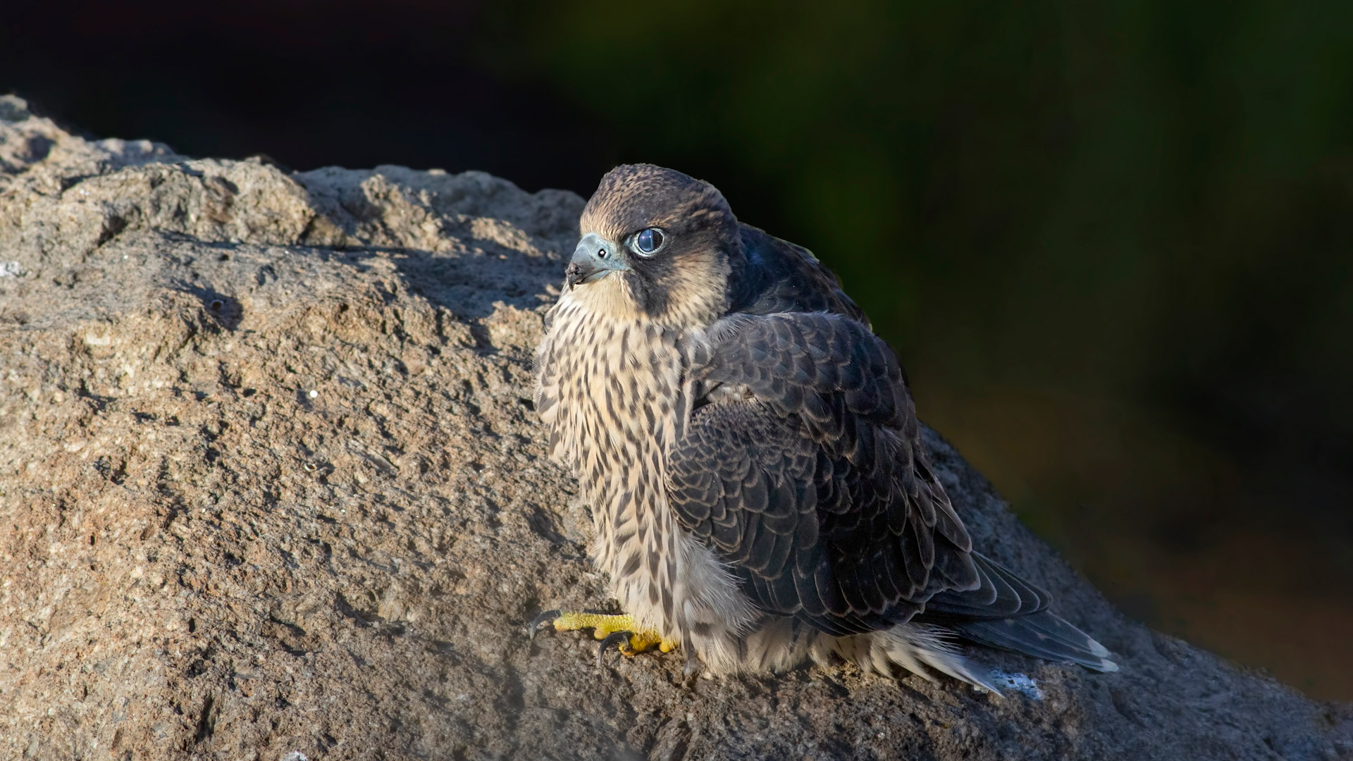 Peregrine Falcon