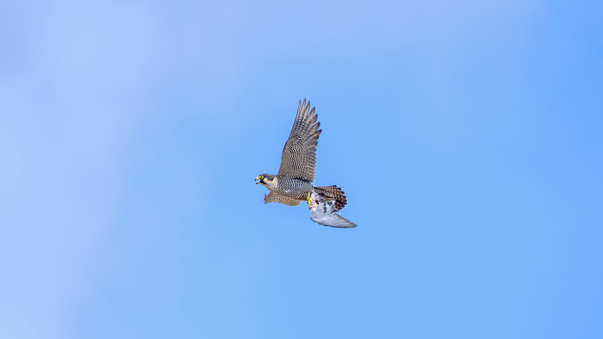 Peregrine Falcon