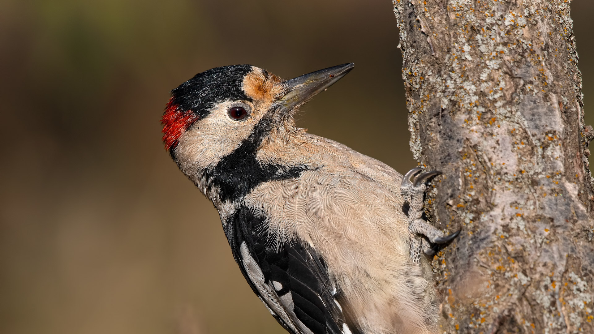 Syrian Woodpecker