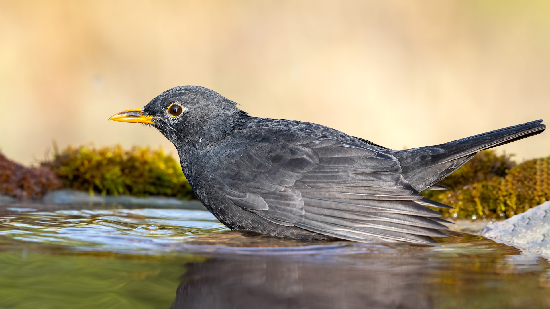 Eurasian Blackbird