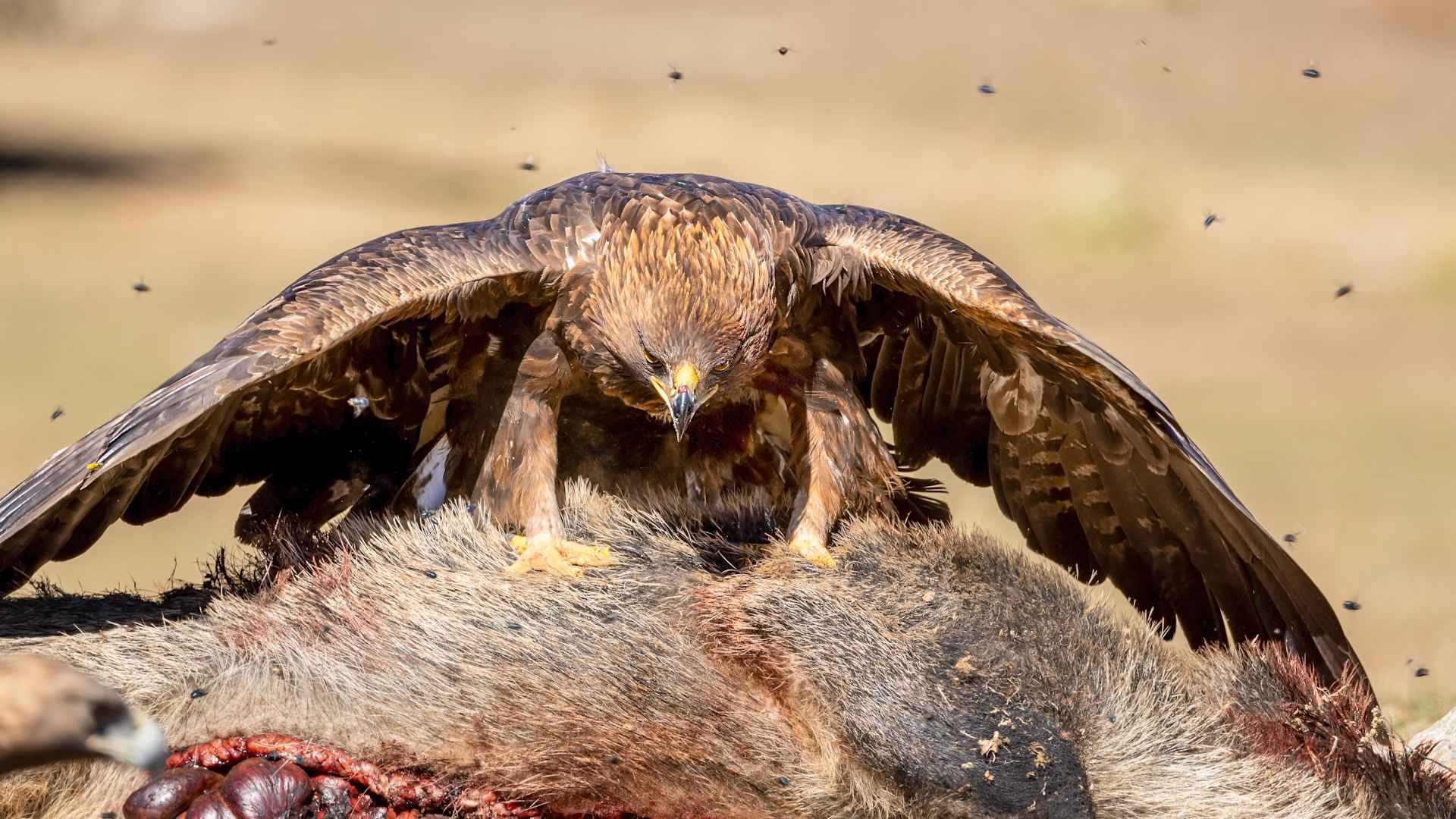 Golden Eagle
