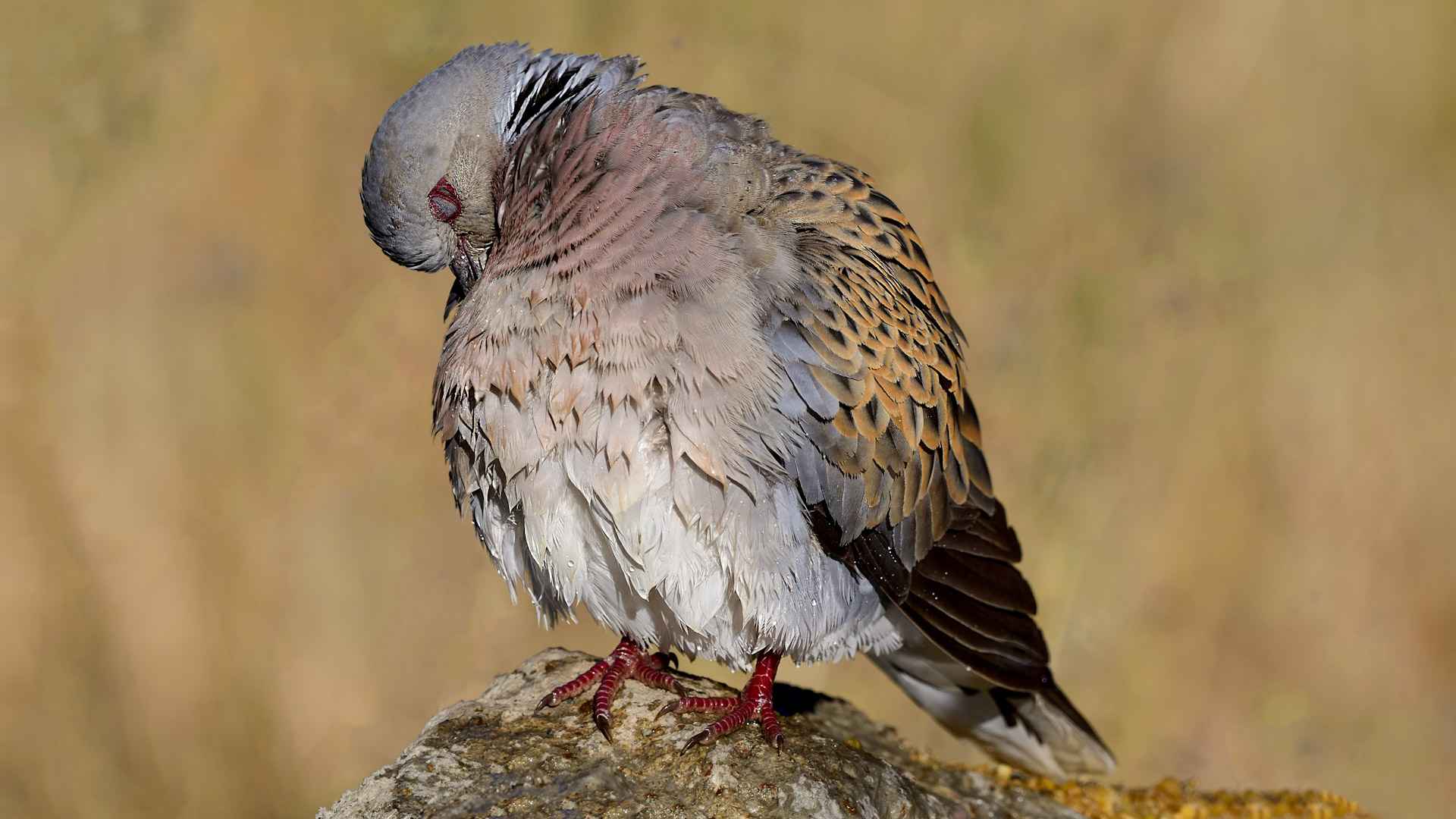 European Turtle-Dove