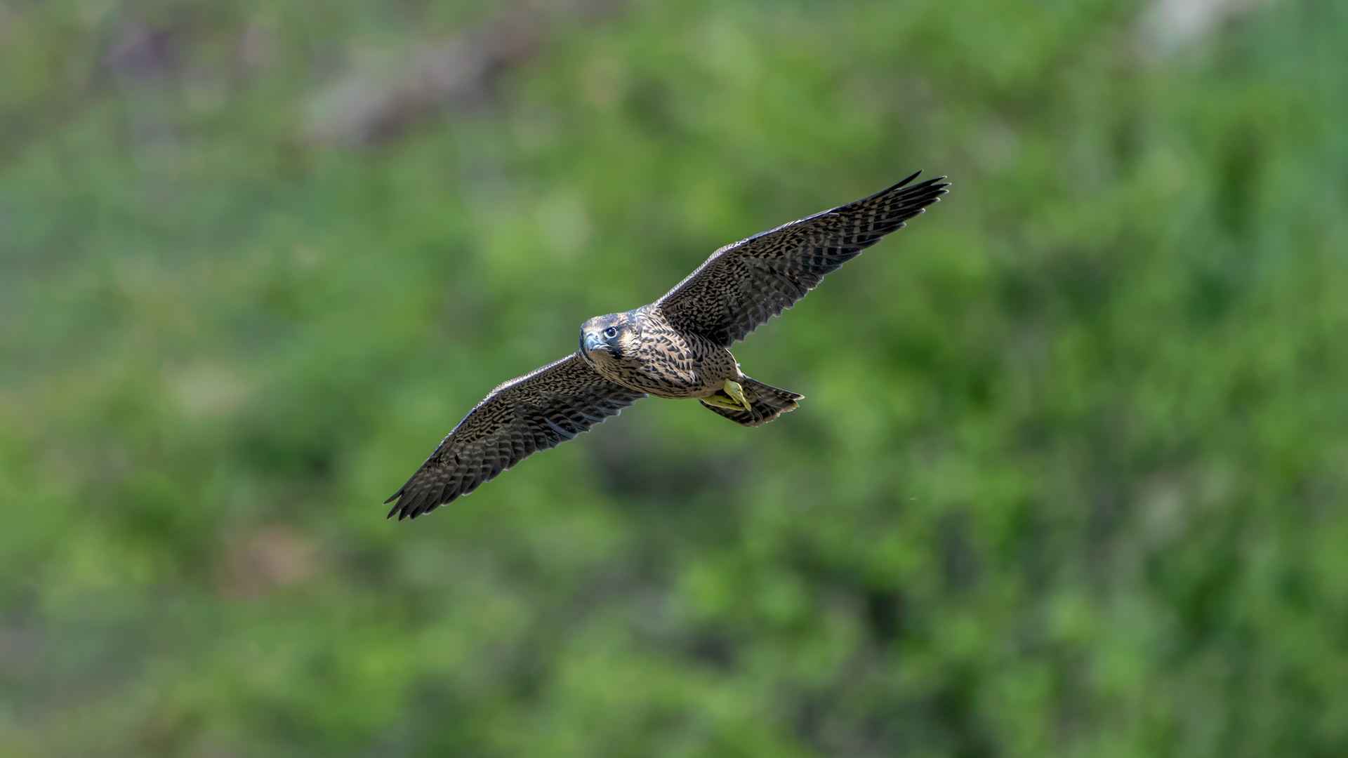 Peregrine Falcon