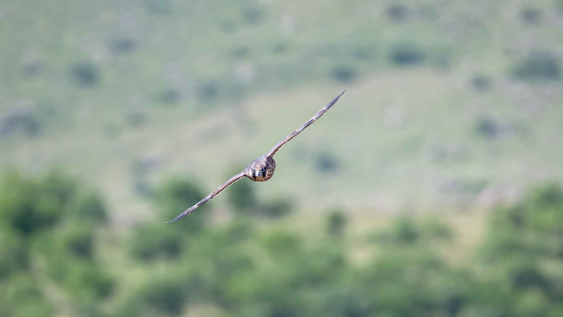 Gök doğan