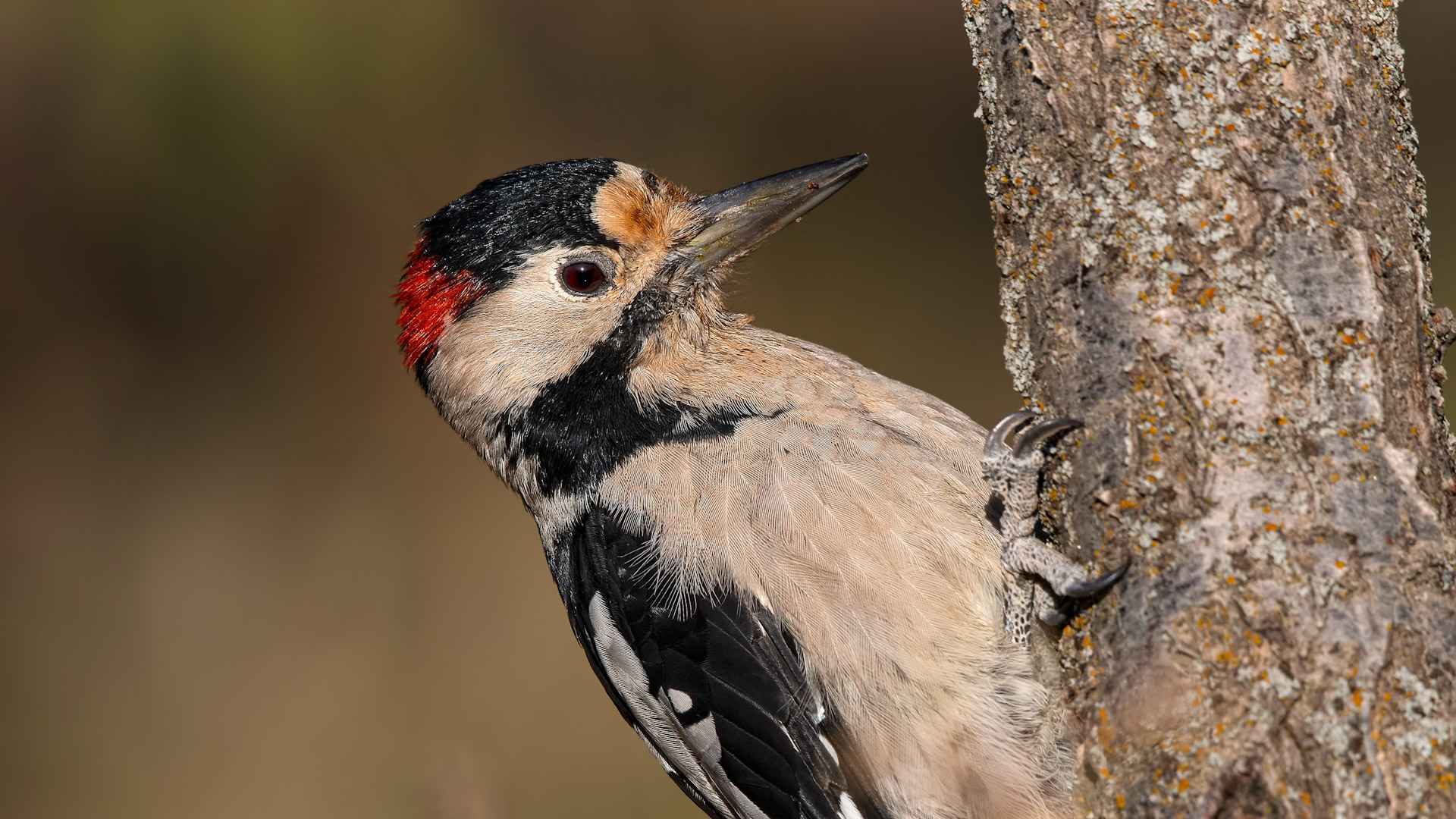 Syrian Woodpecker