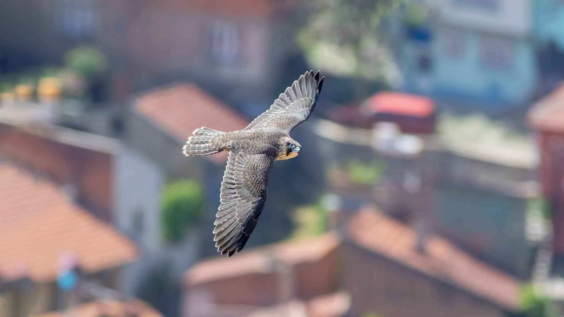Gök doğan