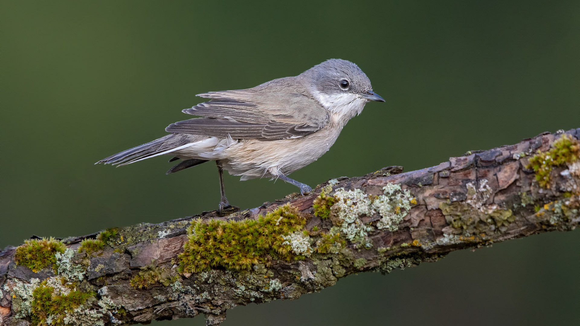 Lesser Whitethroat