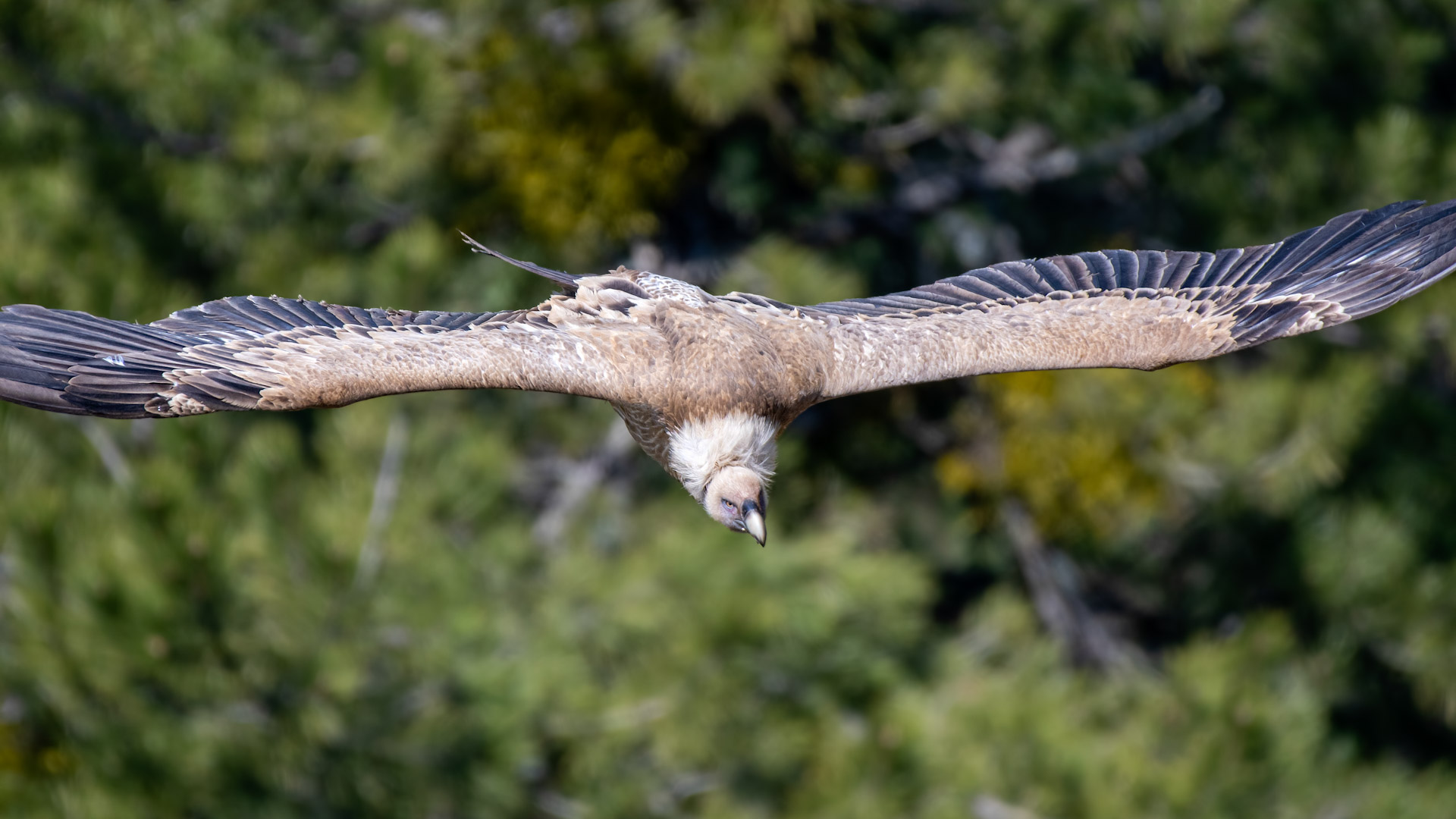 Eurasian Griffon