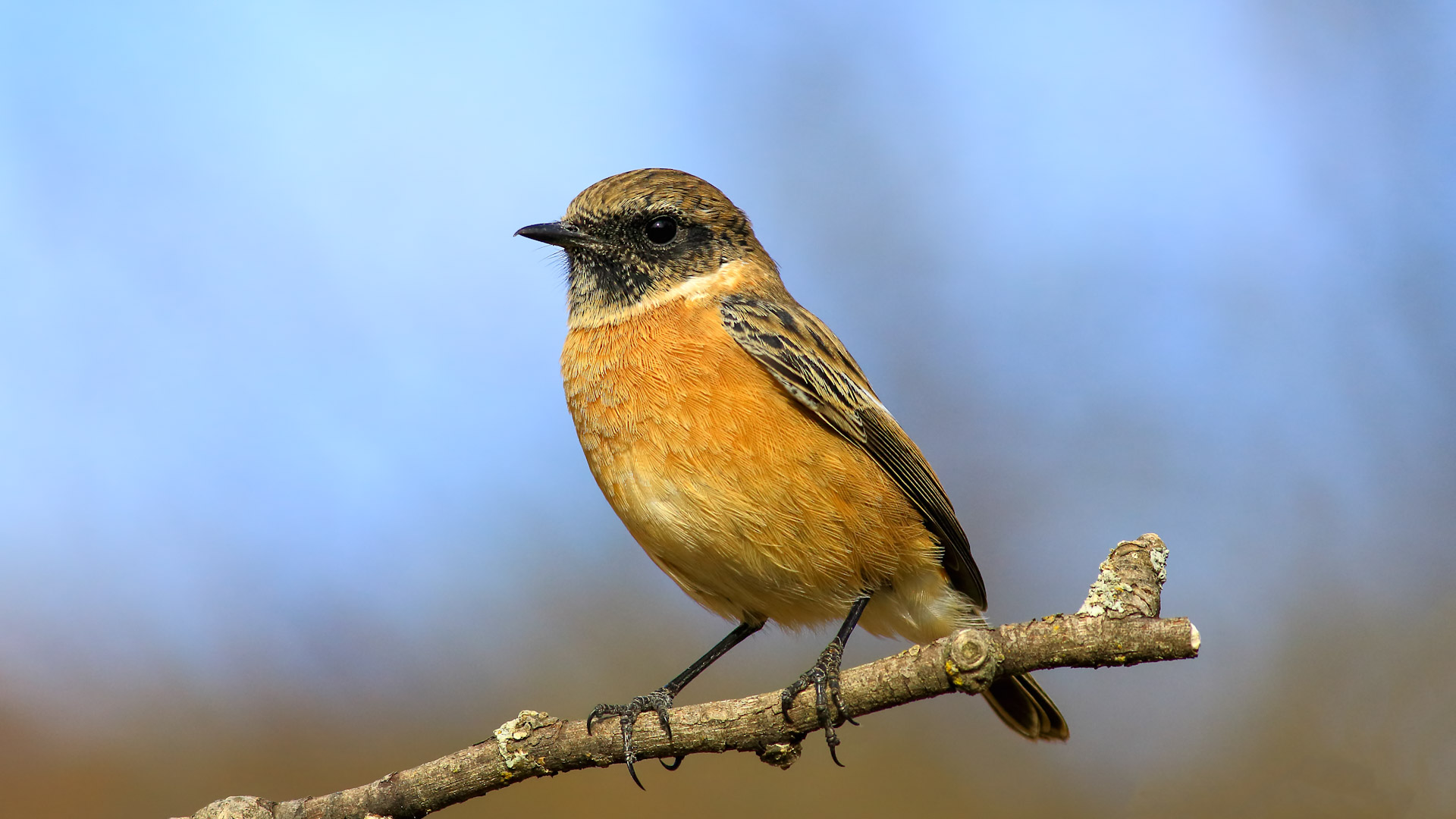 European Stonechat