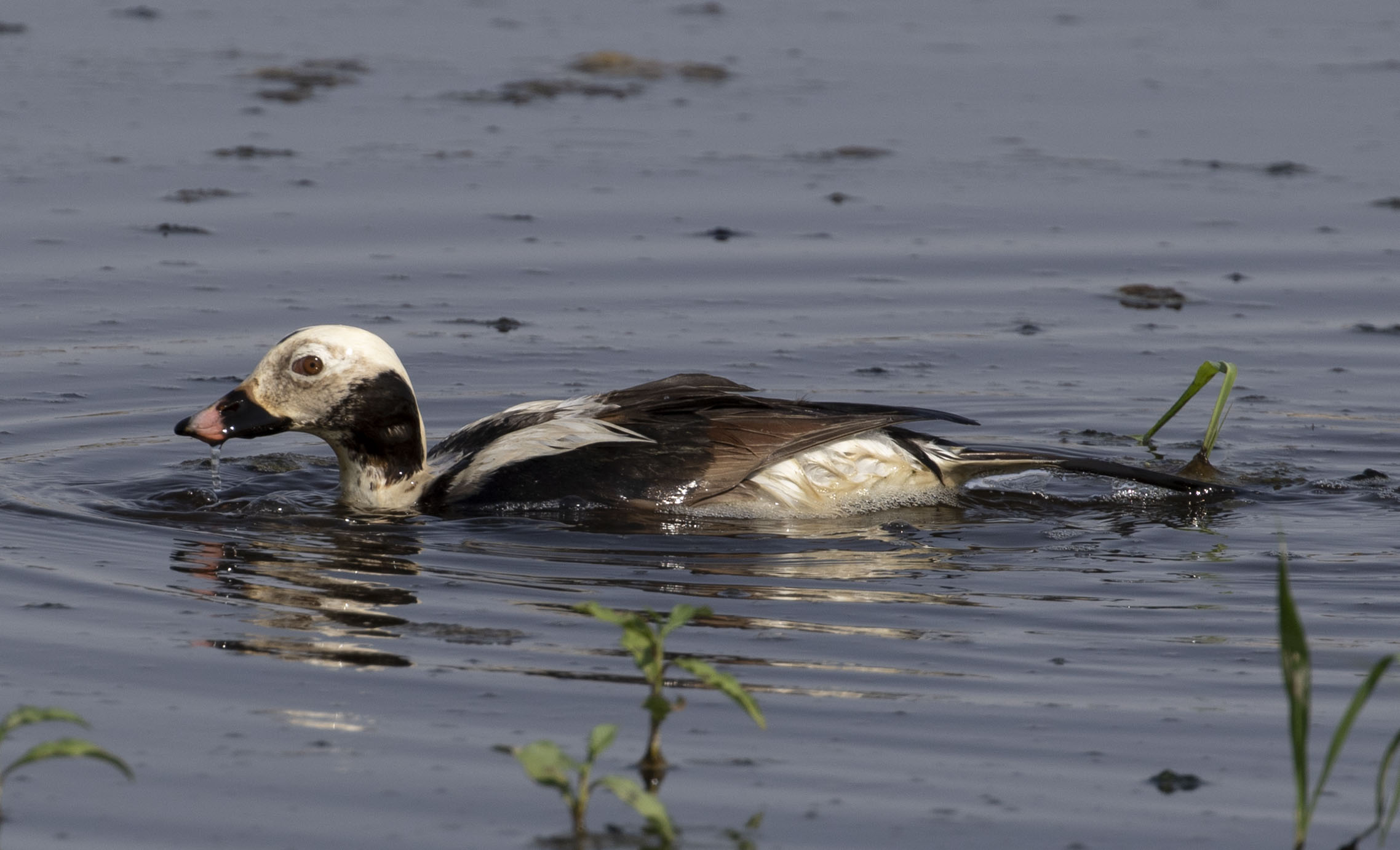 Long-tailed Duck