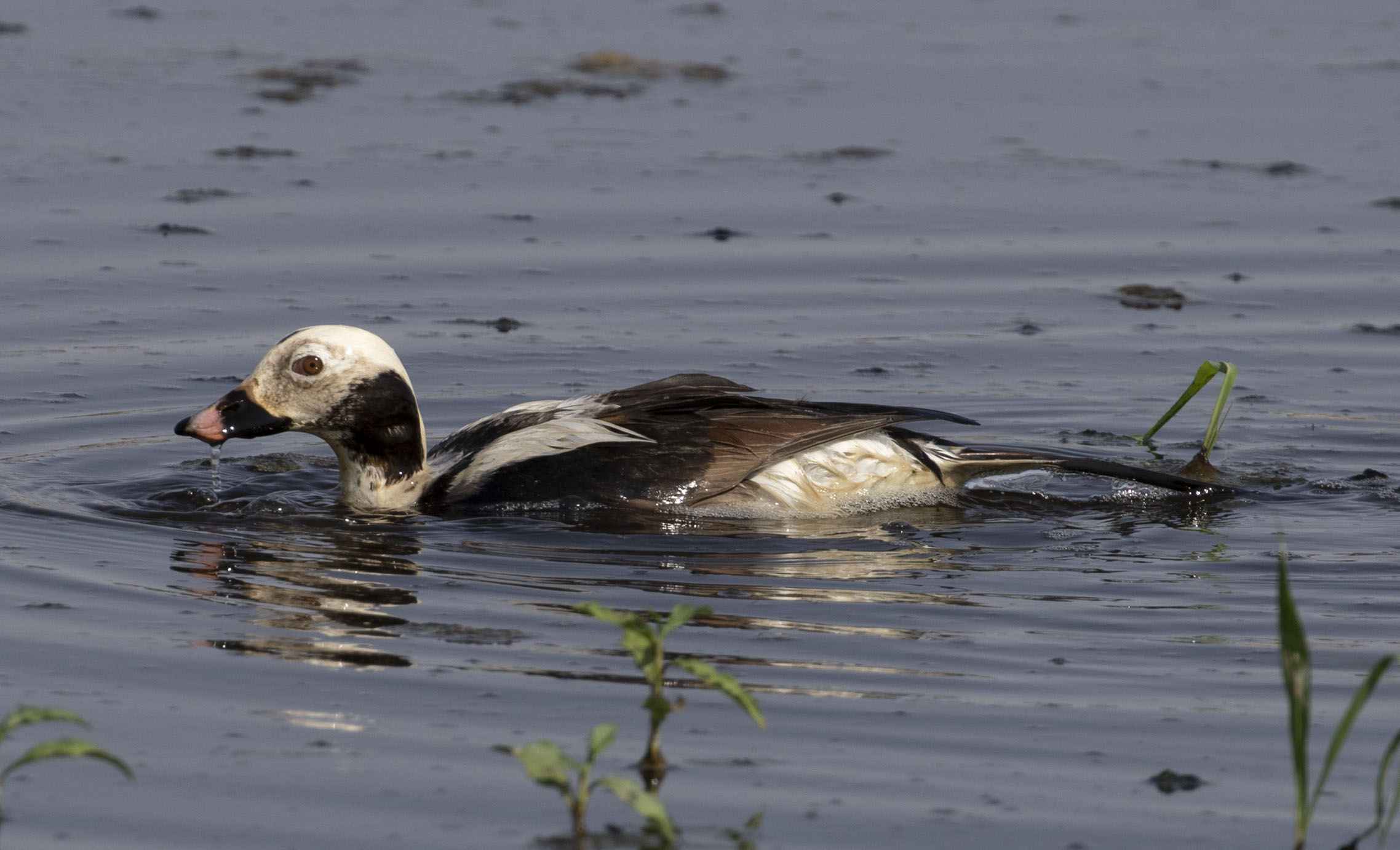 Long-tailed Duck