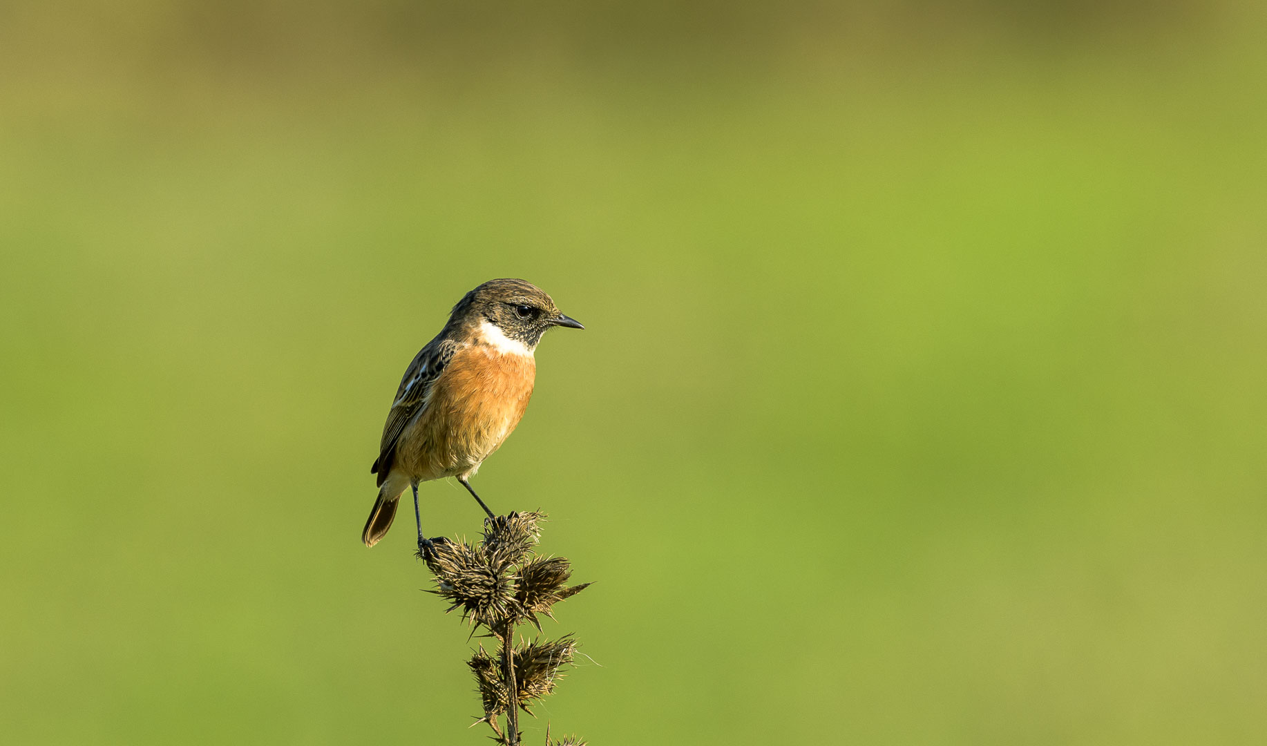 European Stonechat
