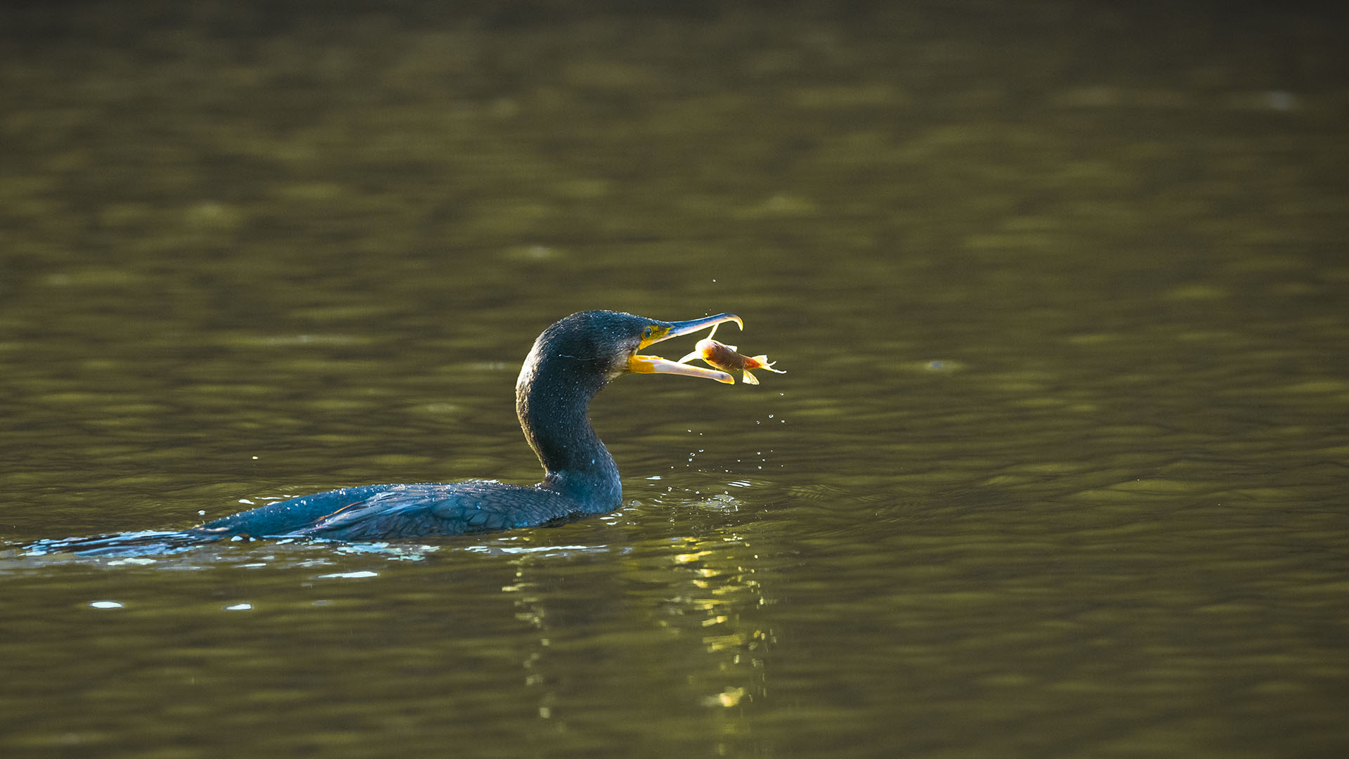 Great Cormorant