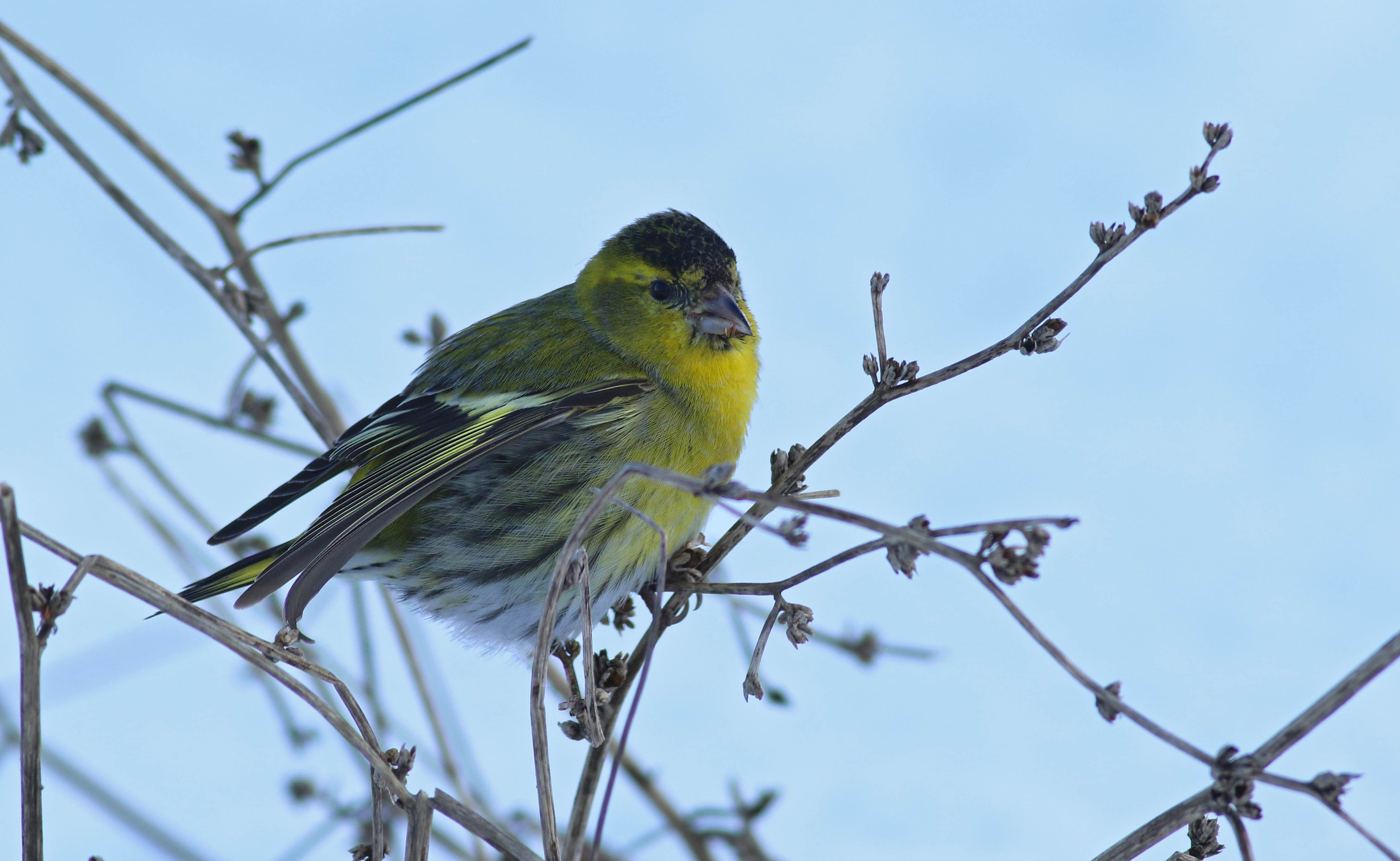 Eurasian Siskin