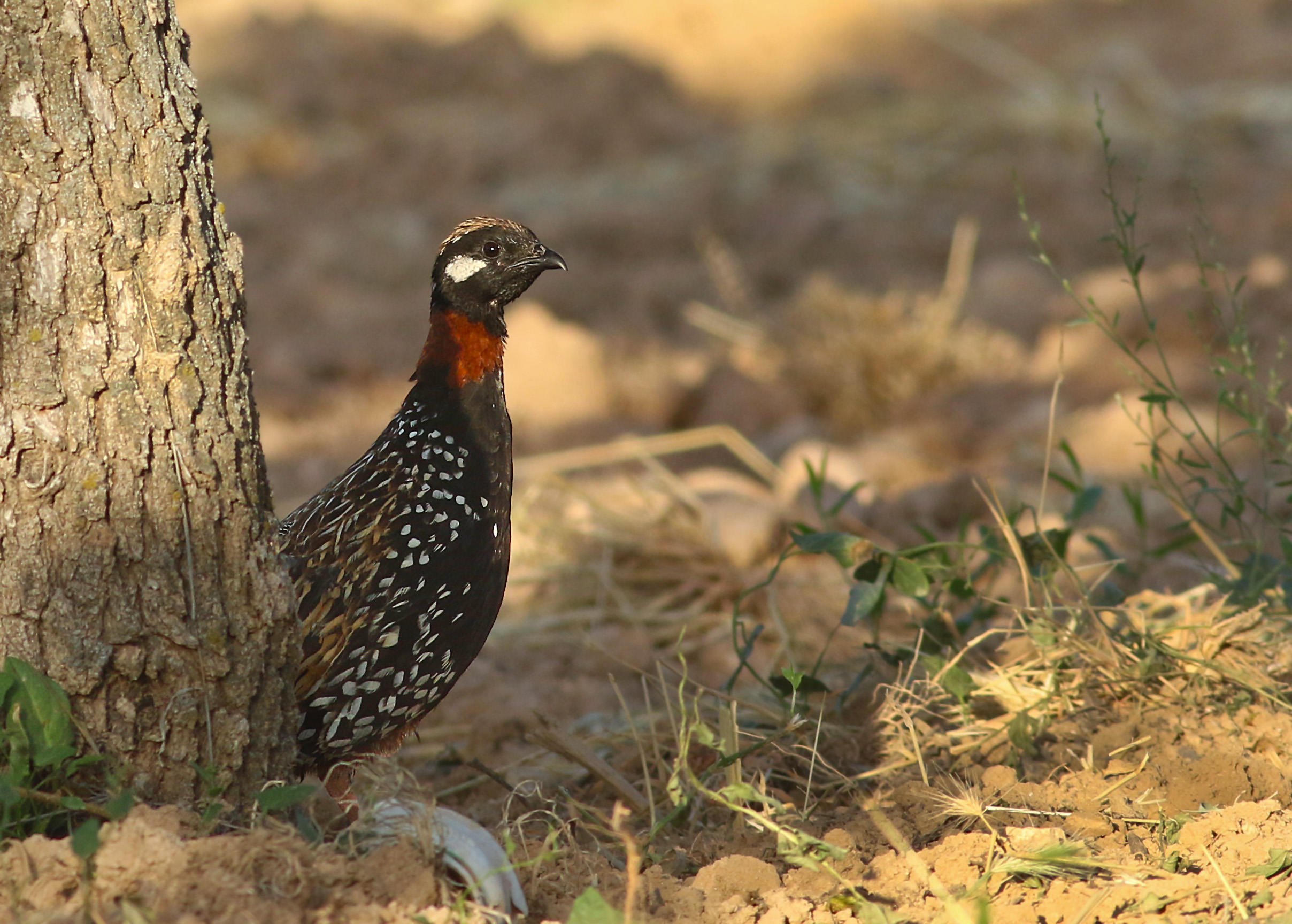 Black Francolin