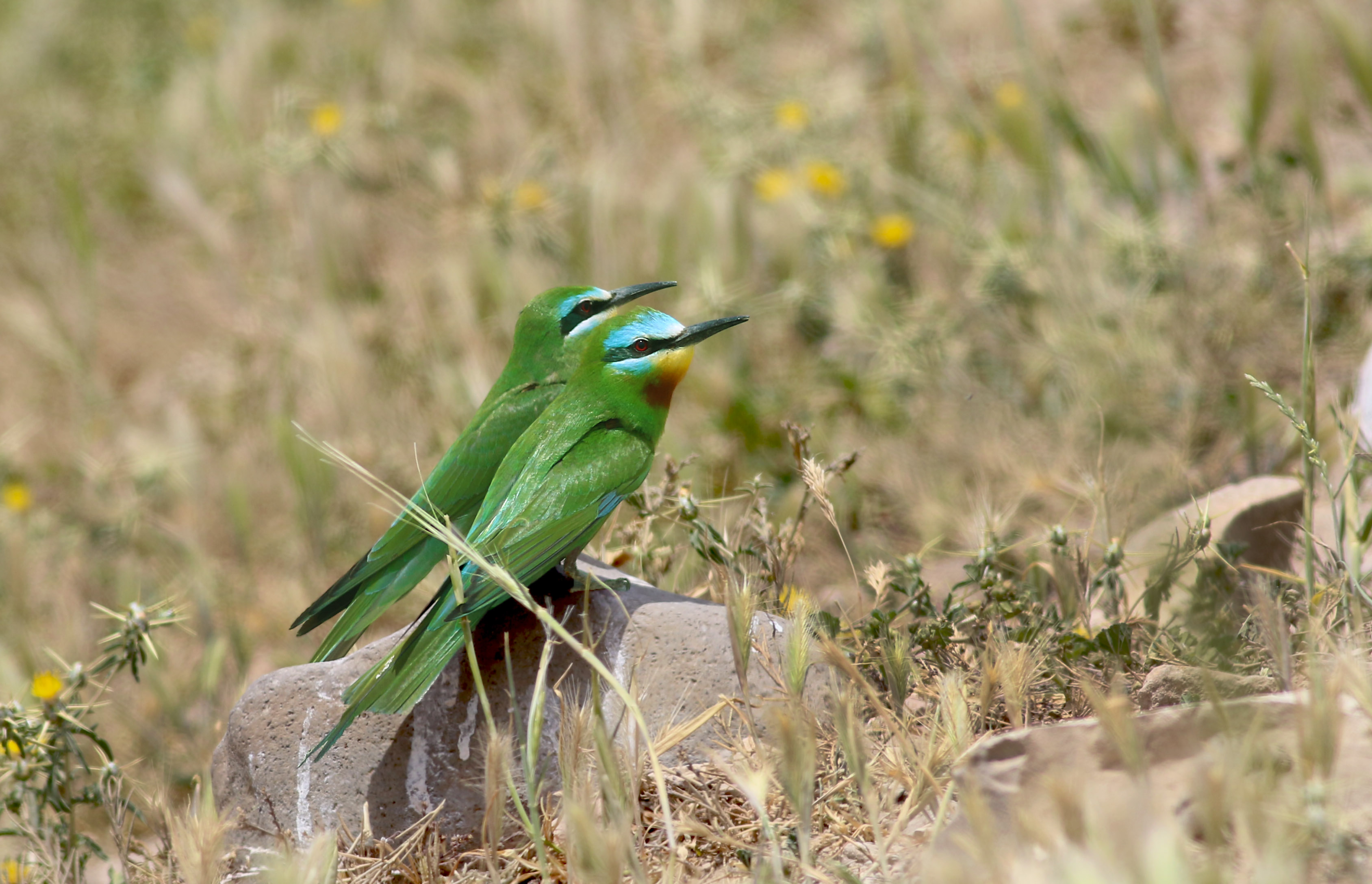 Blue-cheeked Bee-eater