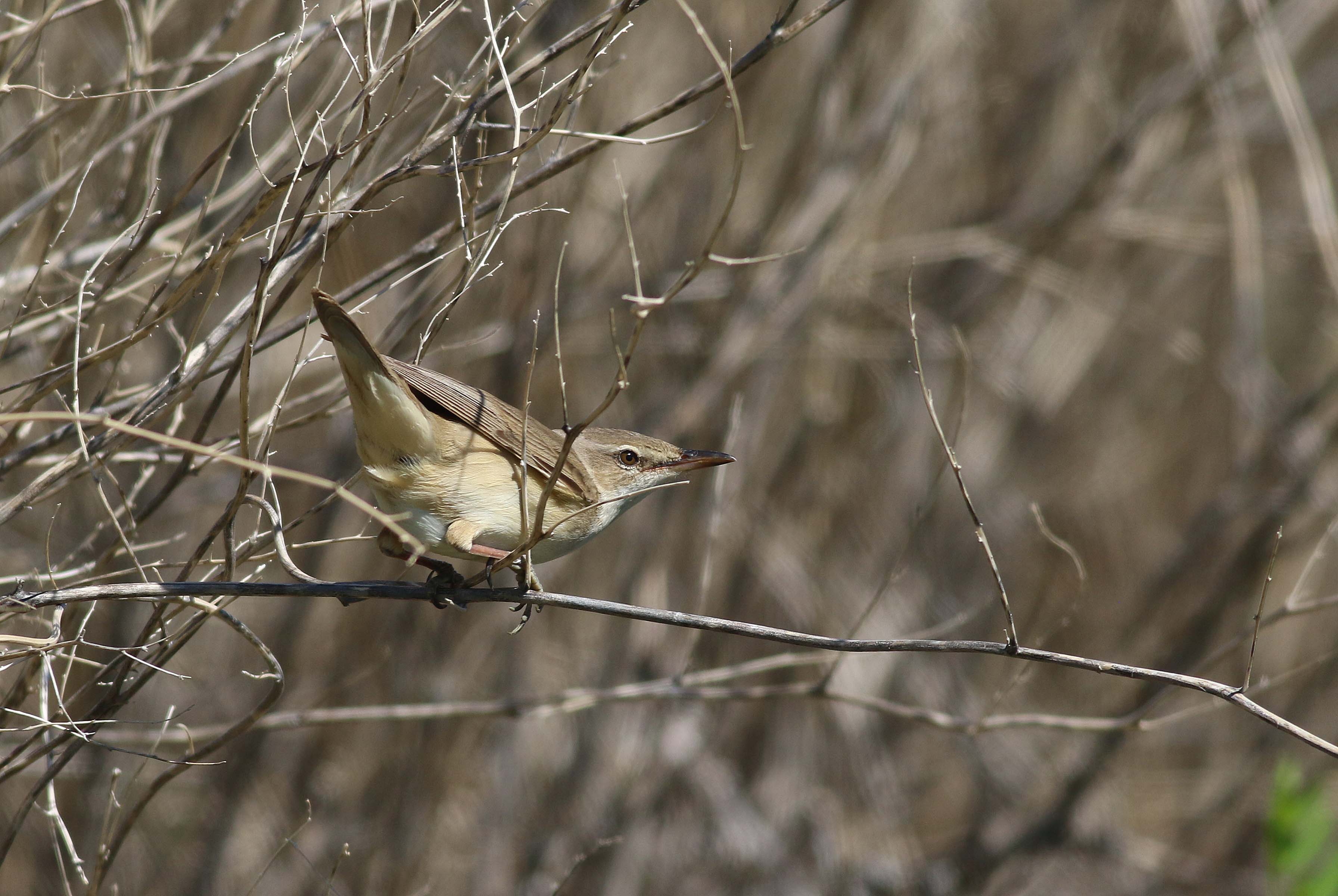 Great Reed Warbler