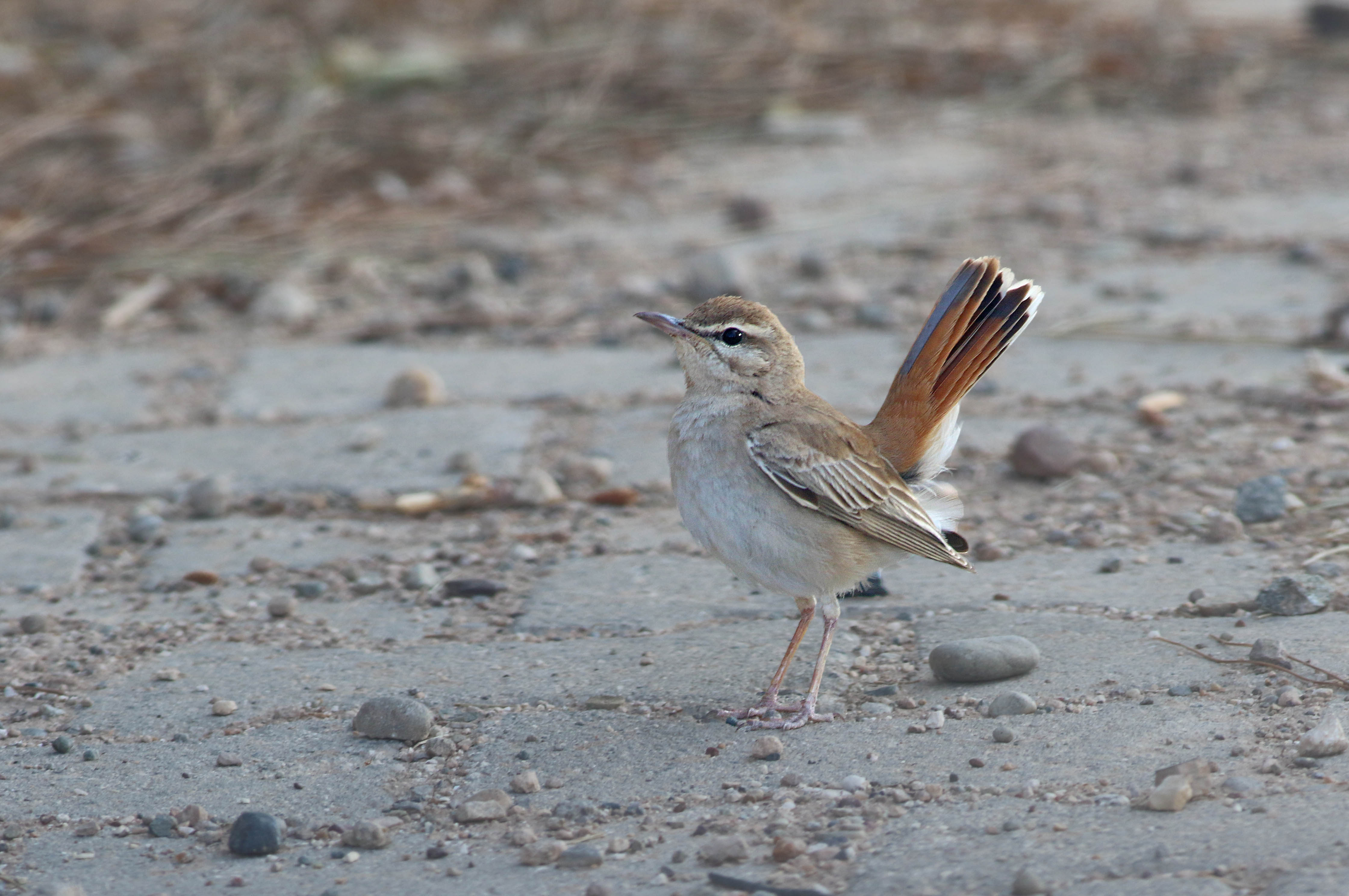 Rufous-tailed Scrub-Robin